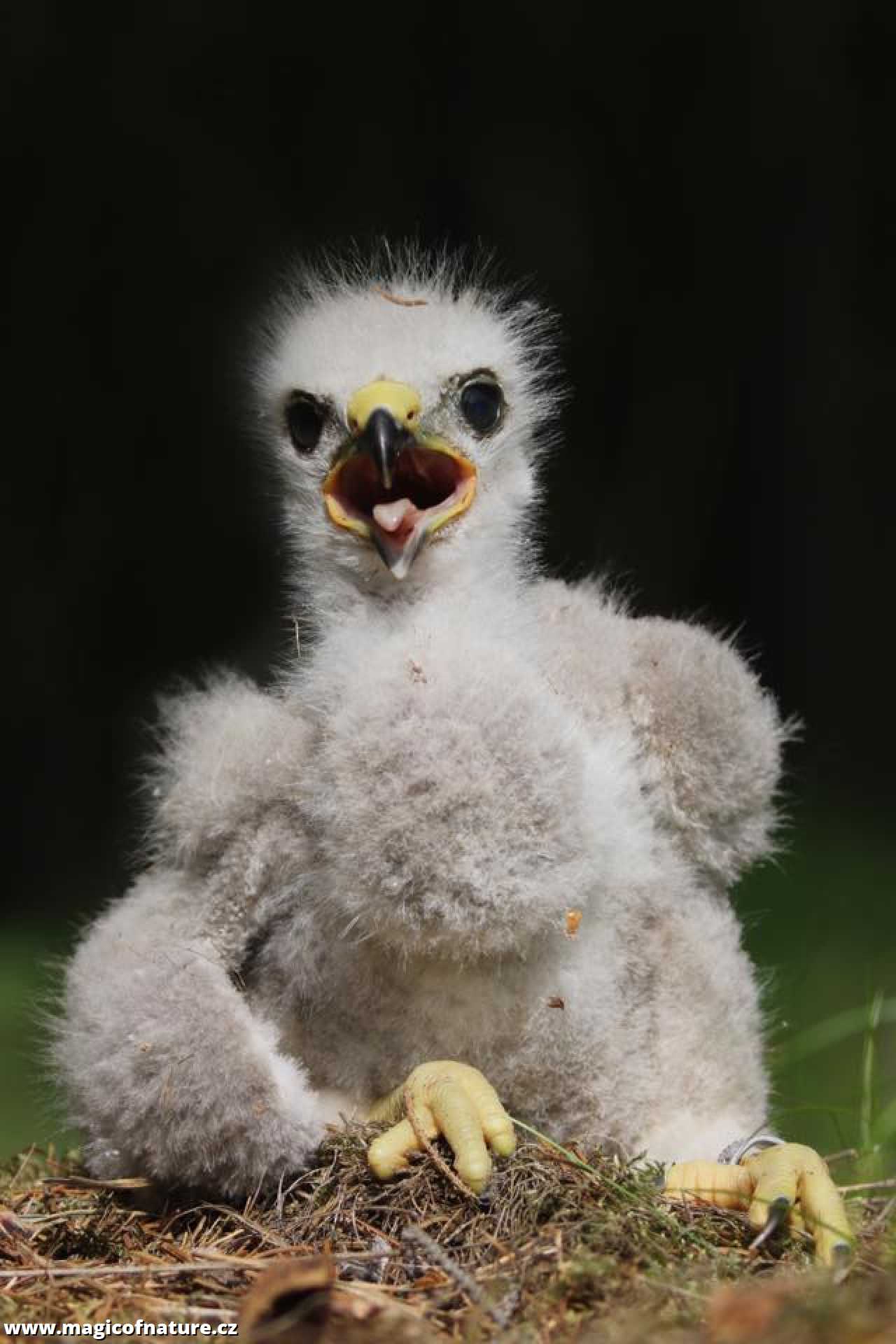 Káně lesní - mládě - Foto Irena Wenischová 0326