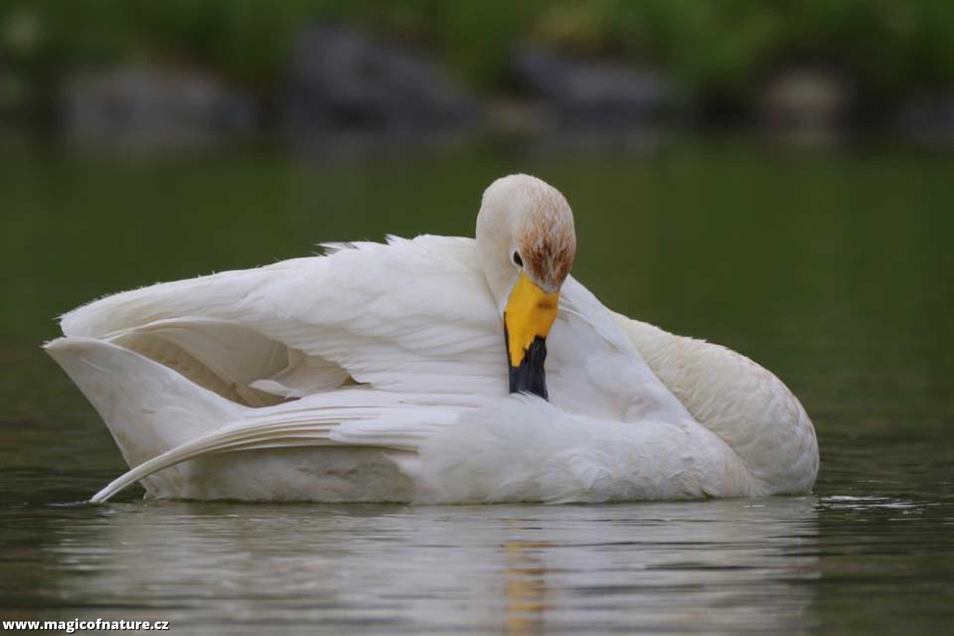 Labuť zpěvná - Foto Irena Wenischová 0326