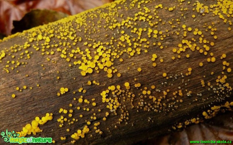 Voskovička citronová - Bisporella citrina - Foto Pavel Stančík