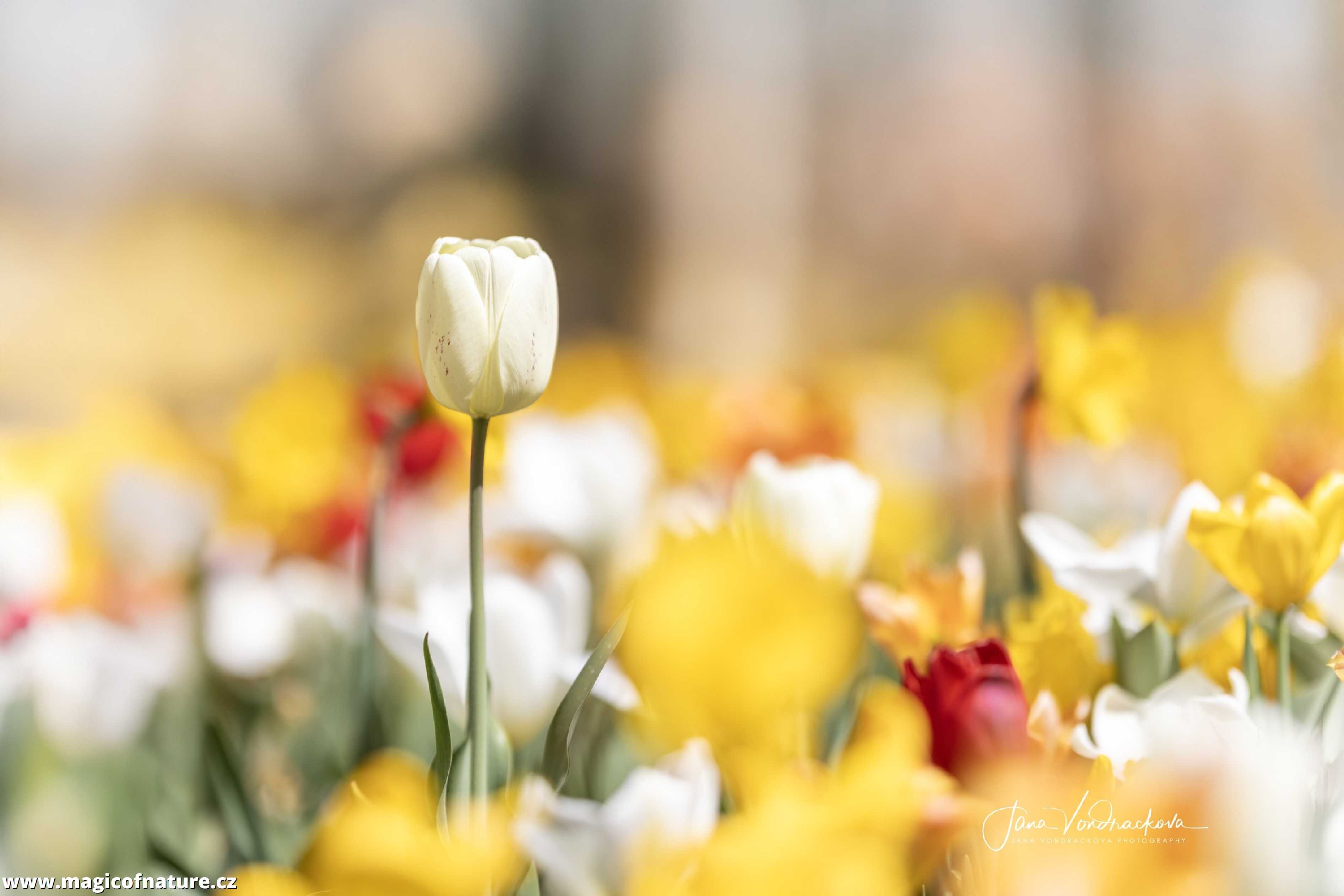 Přivolávám jaro - Foto Jana Vondráčková 0226