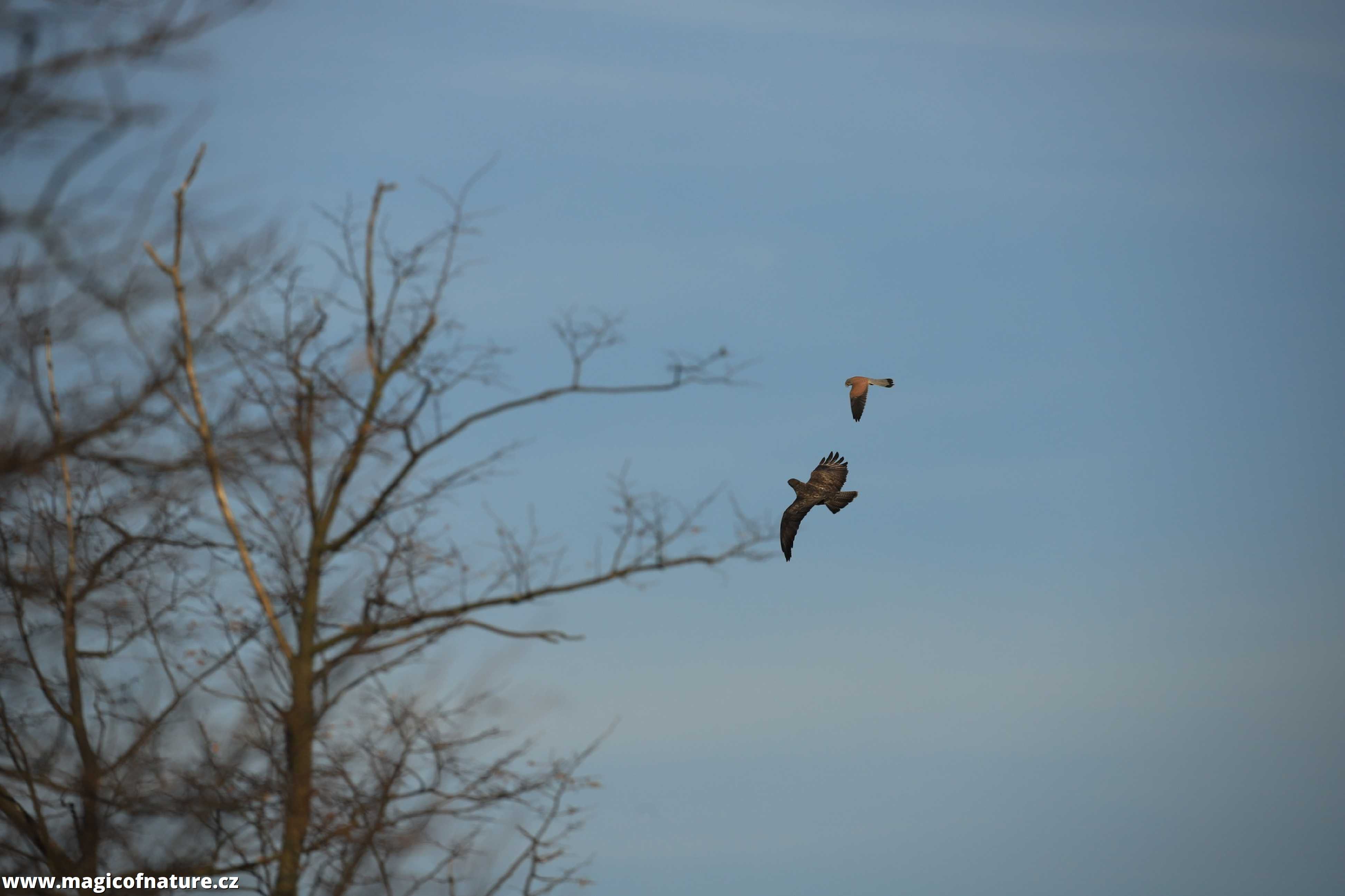 Poštolka a káně - Foto Ladislav Jonák 0226 (1)