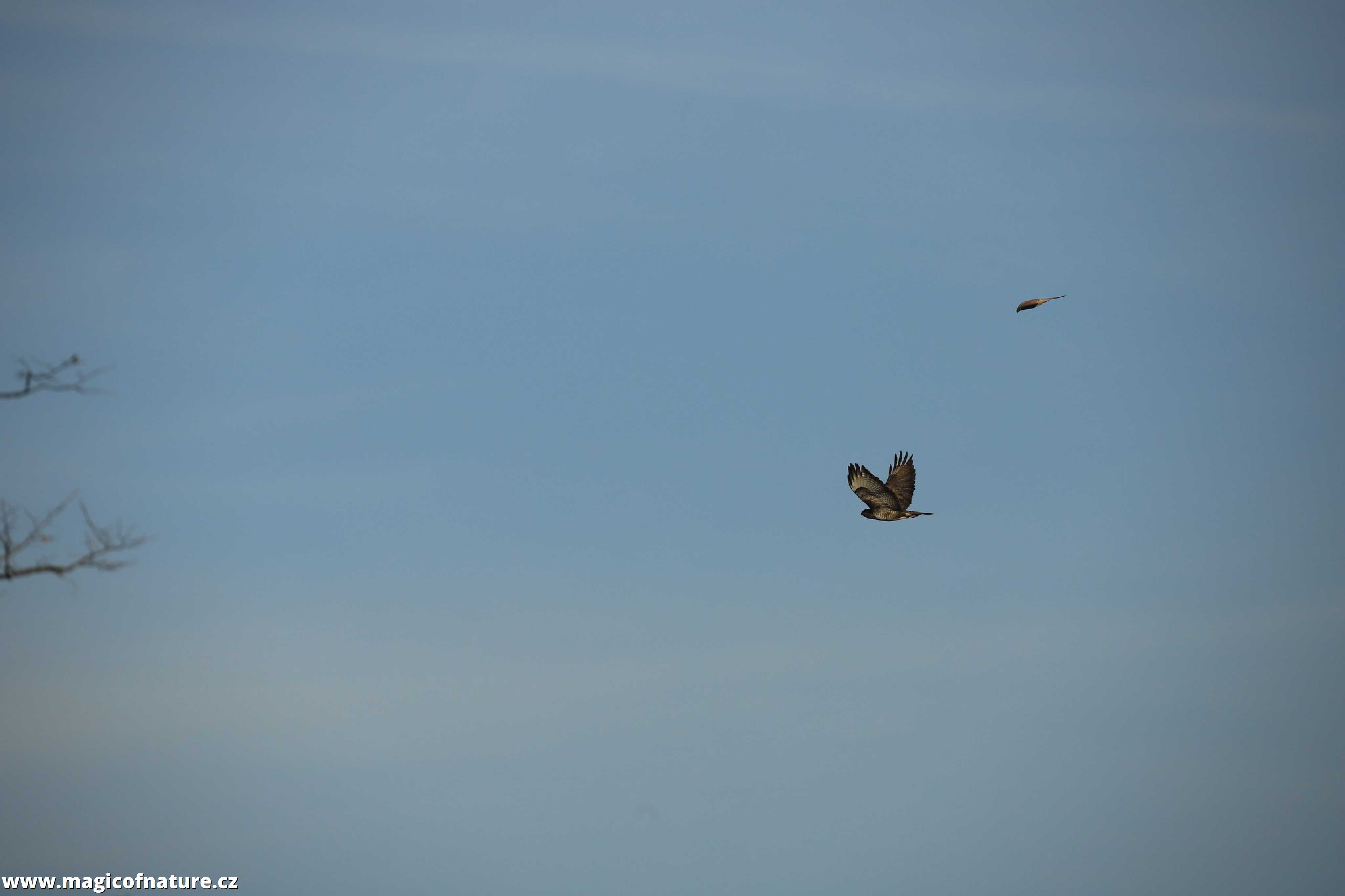 Poštolka a káně - Foto Ladislav Jonák 0226 (2)