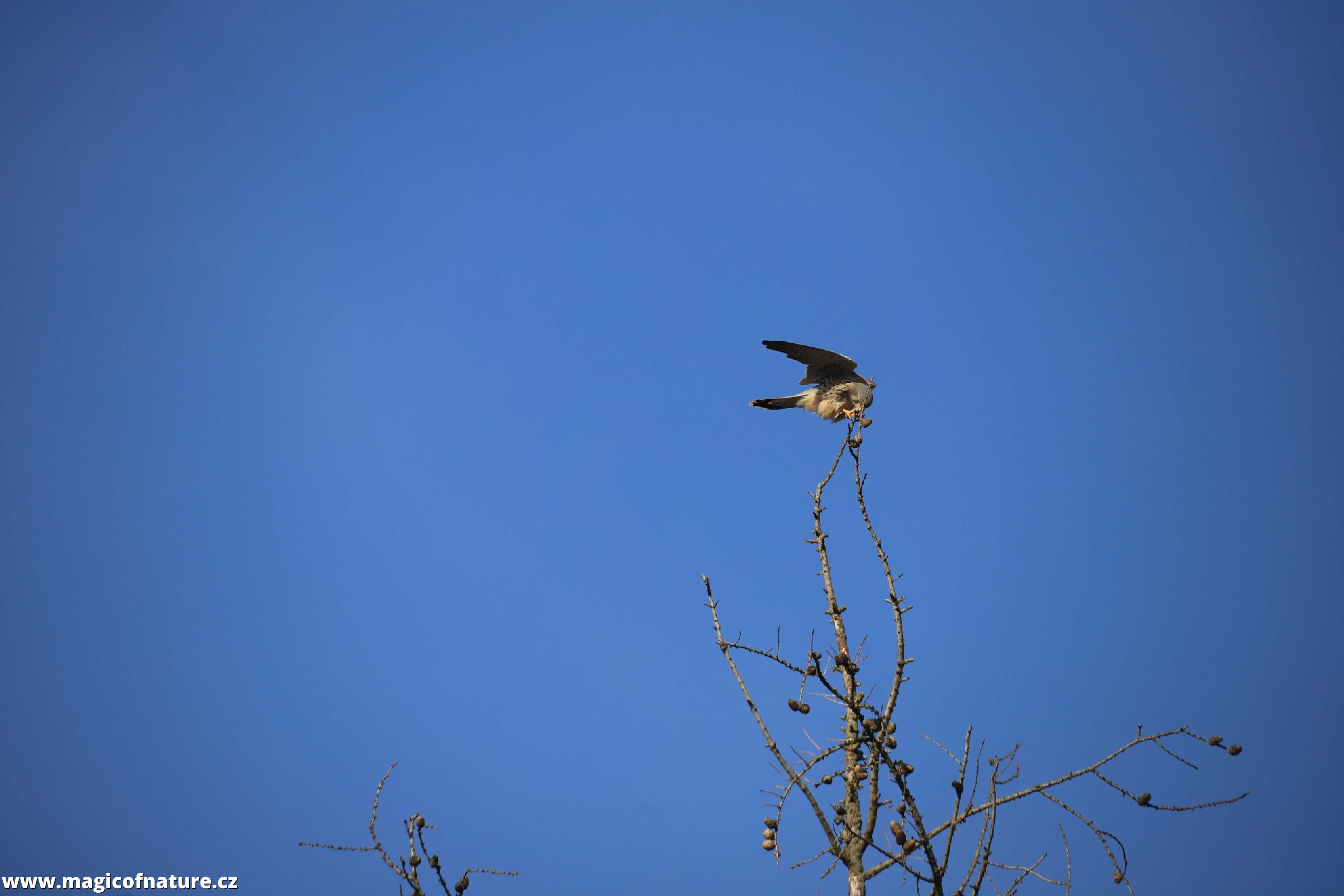 Poštolka obecná - Foto Ladislav Jonák 0226 (1)