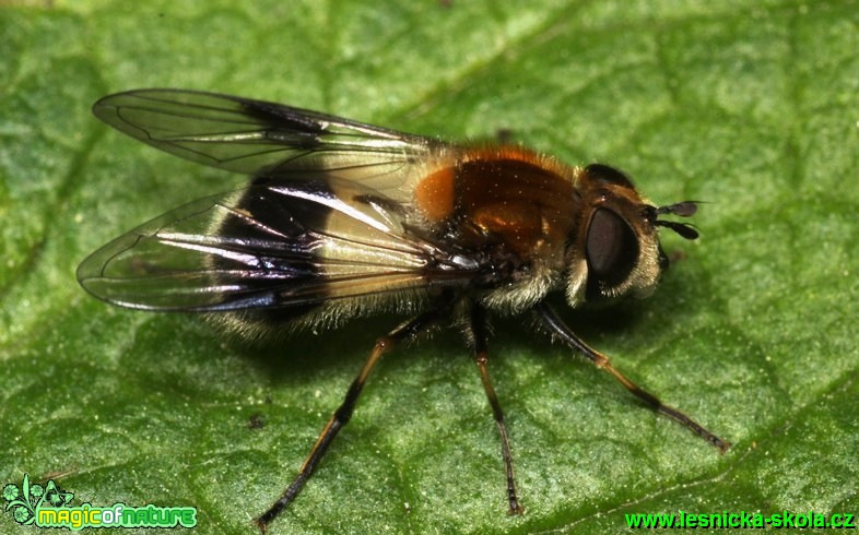 Pestřenka chlumní - Leucozona lucorum - Foto G. Ritschel