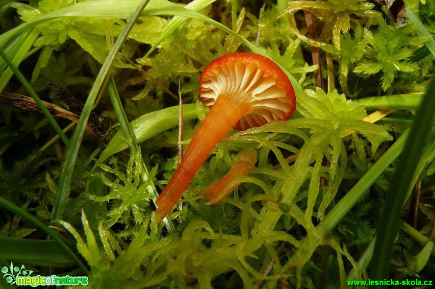 Voskovka - Hygrocybe sp. - Foto Pavel Stančík