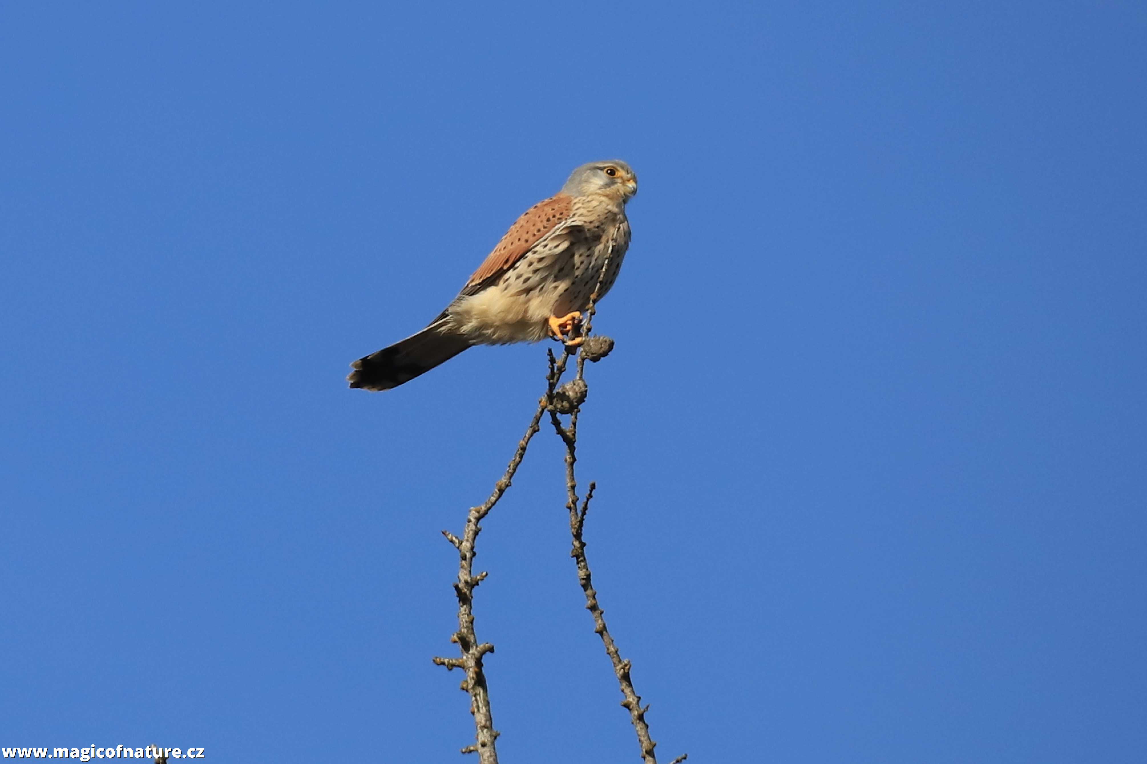Poštolka obecná - Foto Ladislav Jonák 0226 (3)