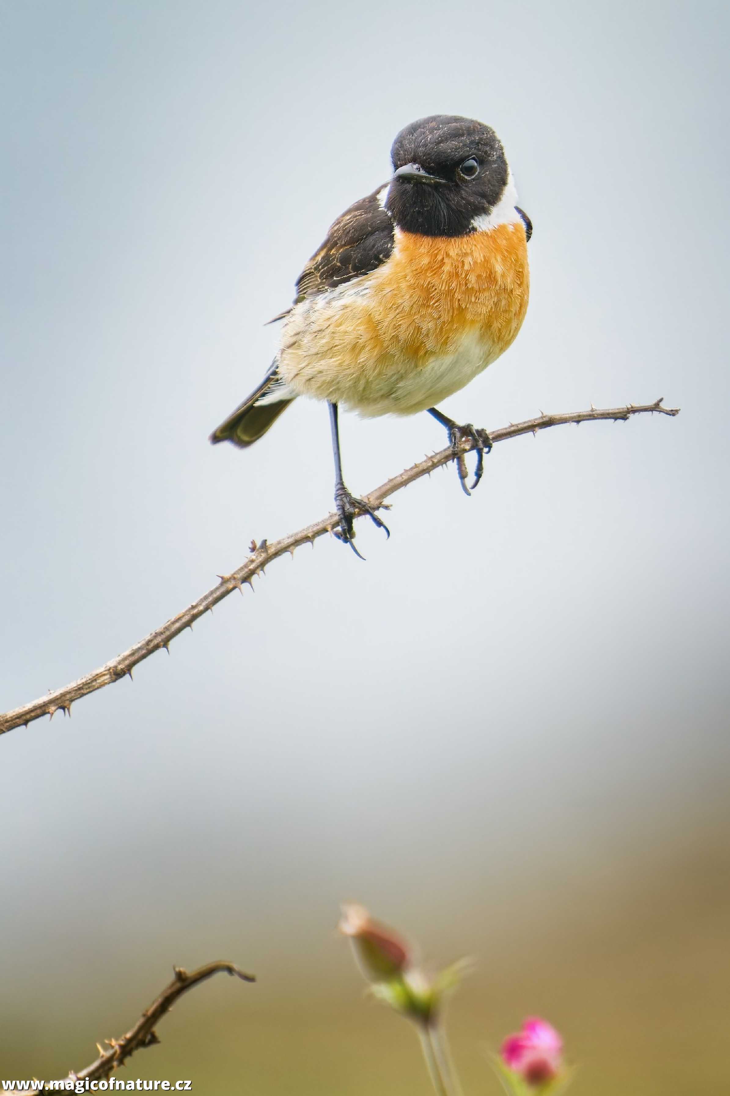 Bramborníček černohlavý - Foto Jana Ježková 0725