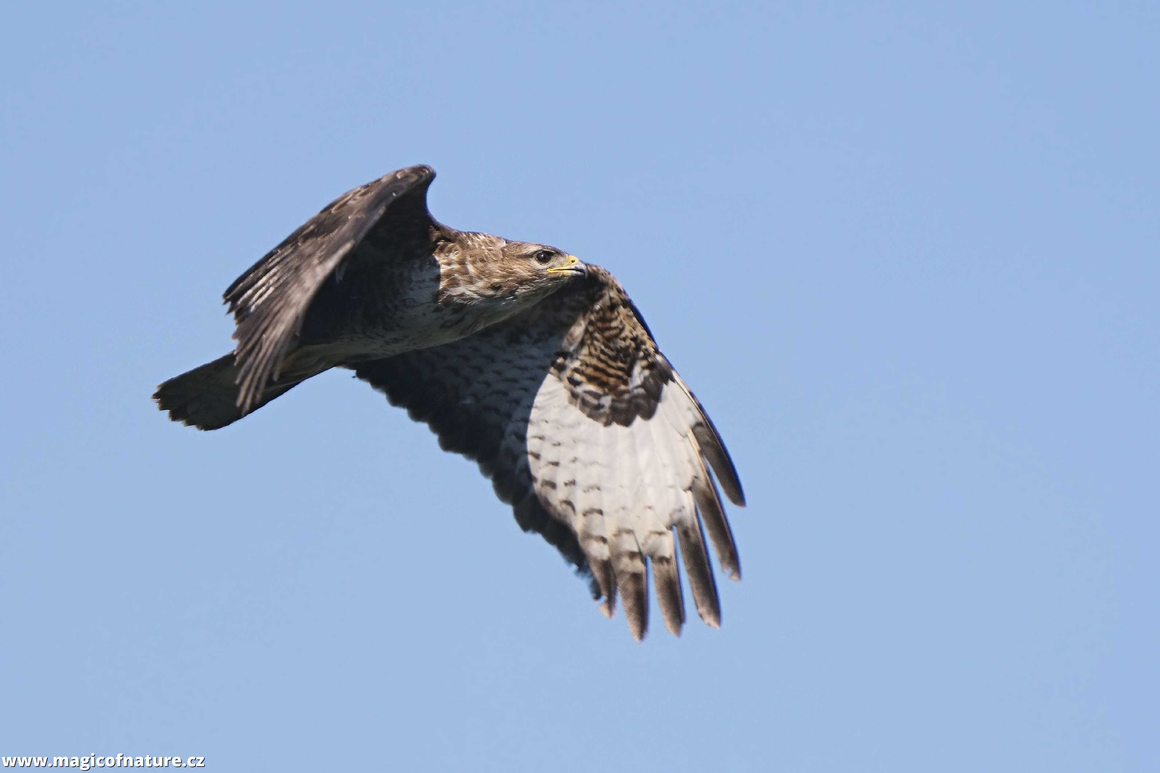 Káně lesní - Foto Jana Ježková 0725 (1)