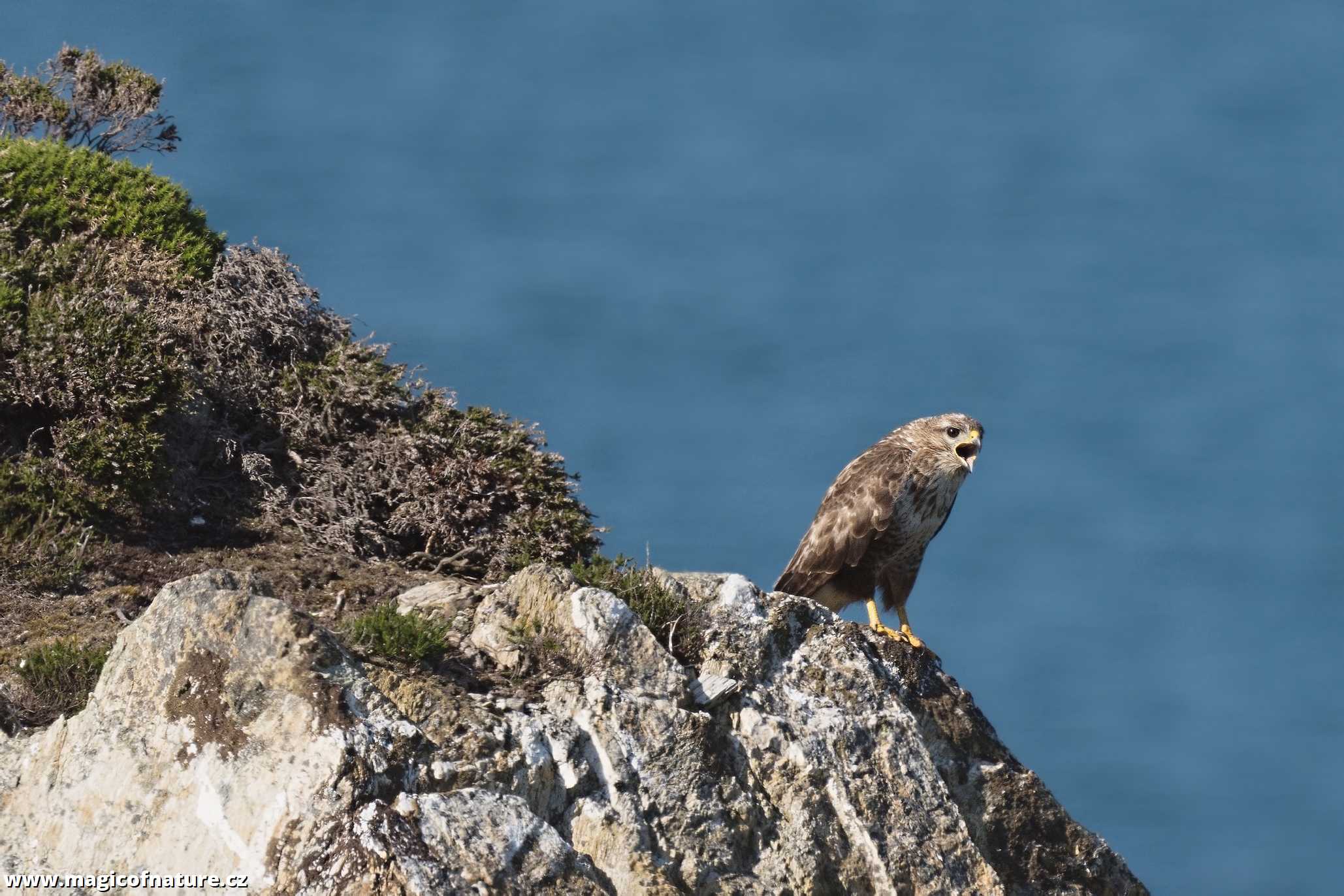Káně lesní - Foto Jana Ježková 0725 (2)
