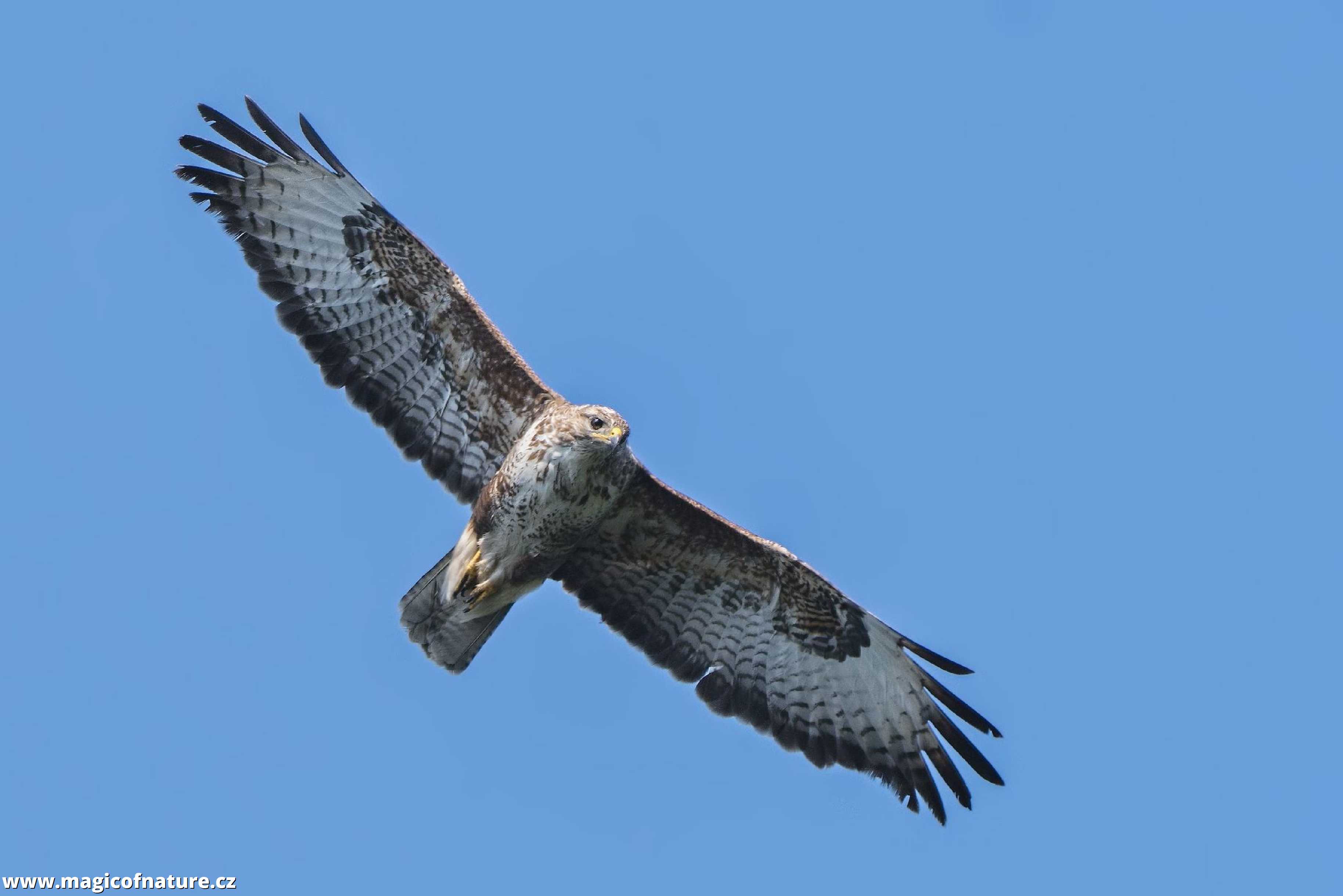 Káně lesní - Foto Jana Ježková 0725 (3)