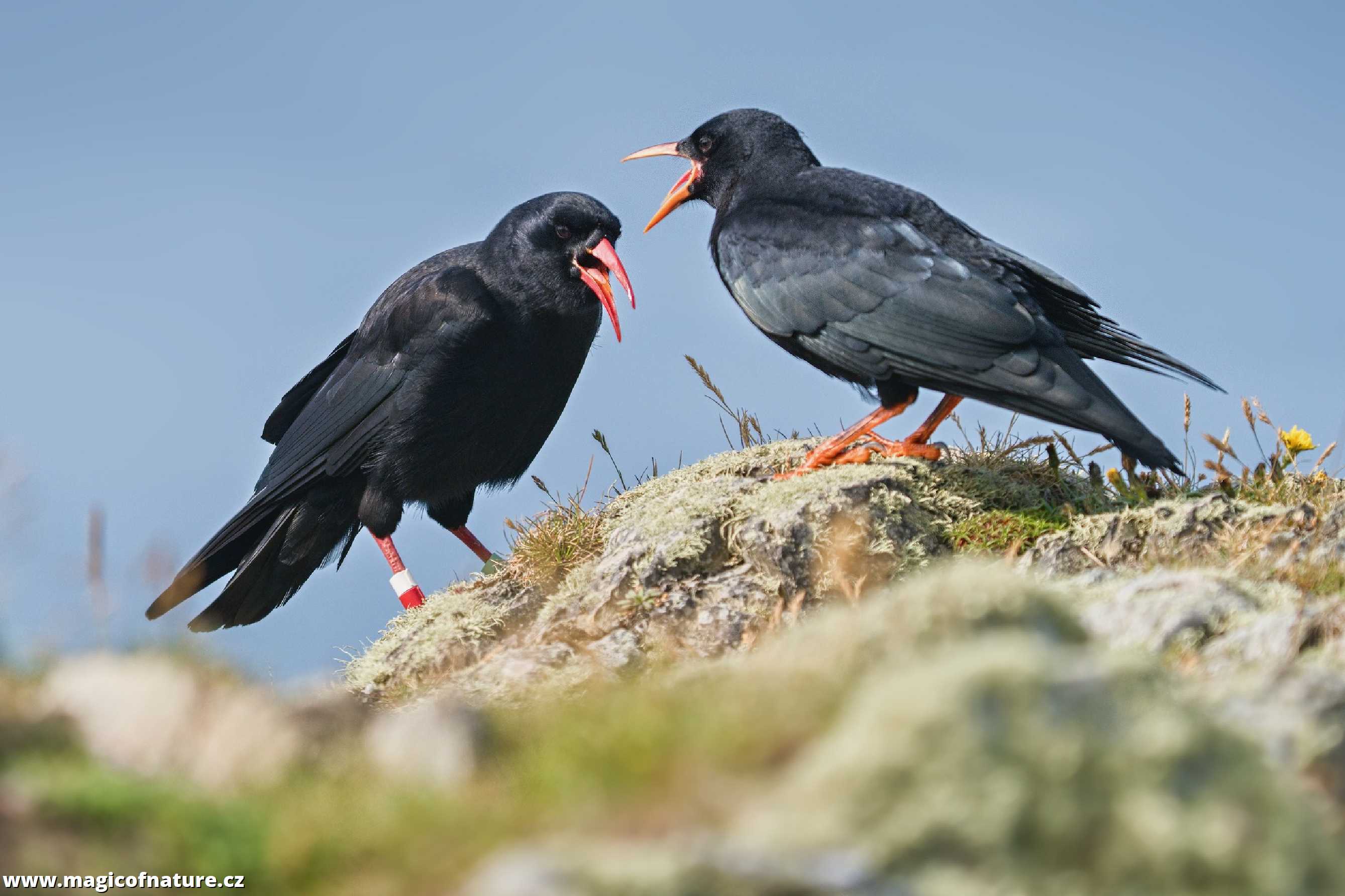 Kavče červenozobé - Foto Jana Ježková 0725 (1)
