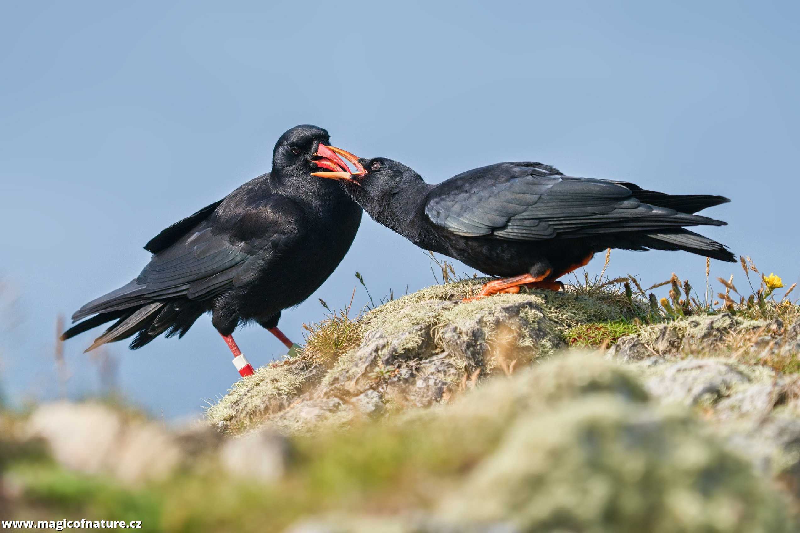 Kavče červenozobé - Foto Jana Ježková 0725 (3)