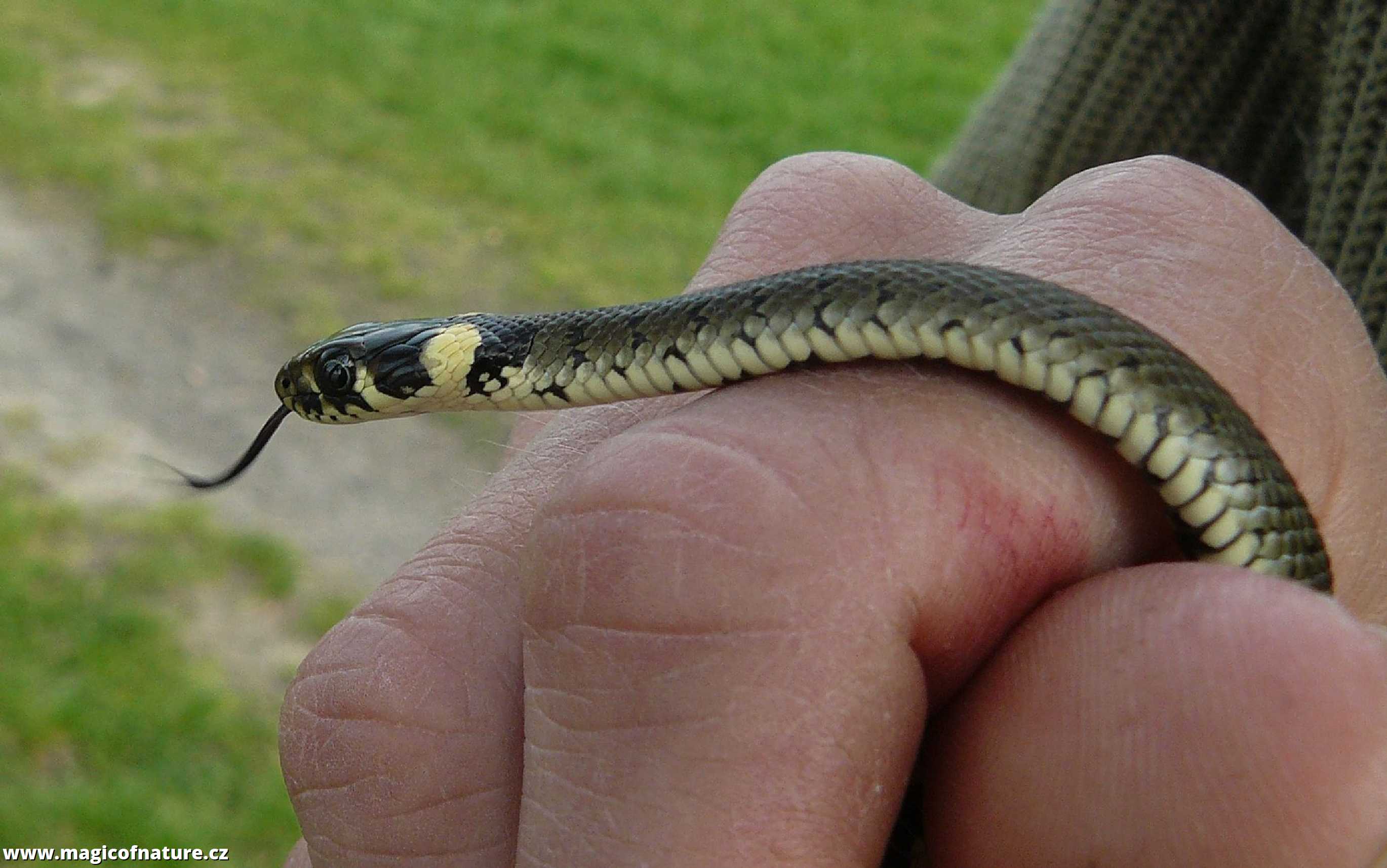 Mladá užovka obojková - Foto Pavel Stančík 0326 (1)