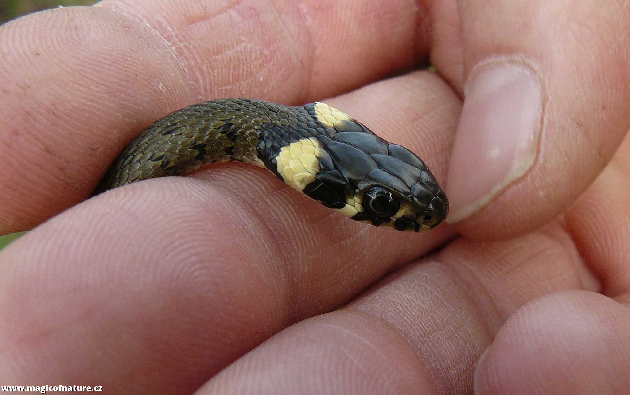 Mladá užovka obojková - Foto Pavel Stančík 0326