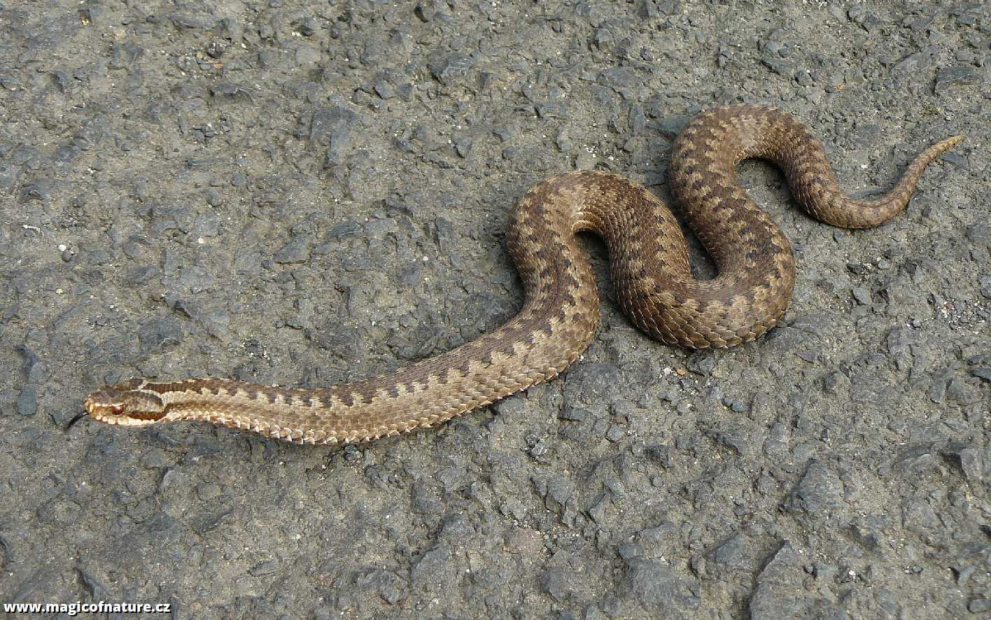 Zmije obecná - Foto Pavel Stančík 0326