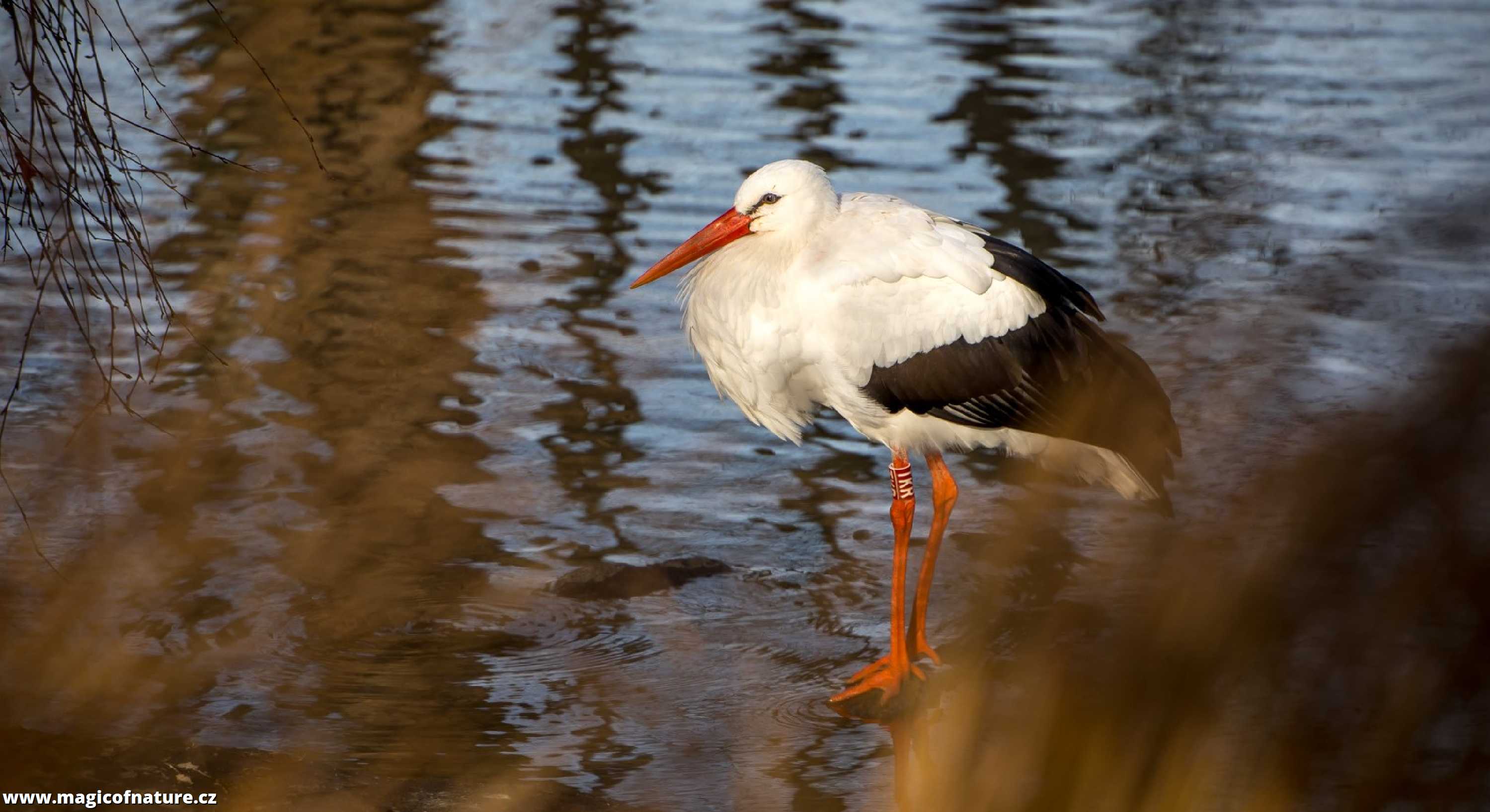 Čáp bílý - Foto Ladislav Hanousek 0326