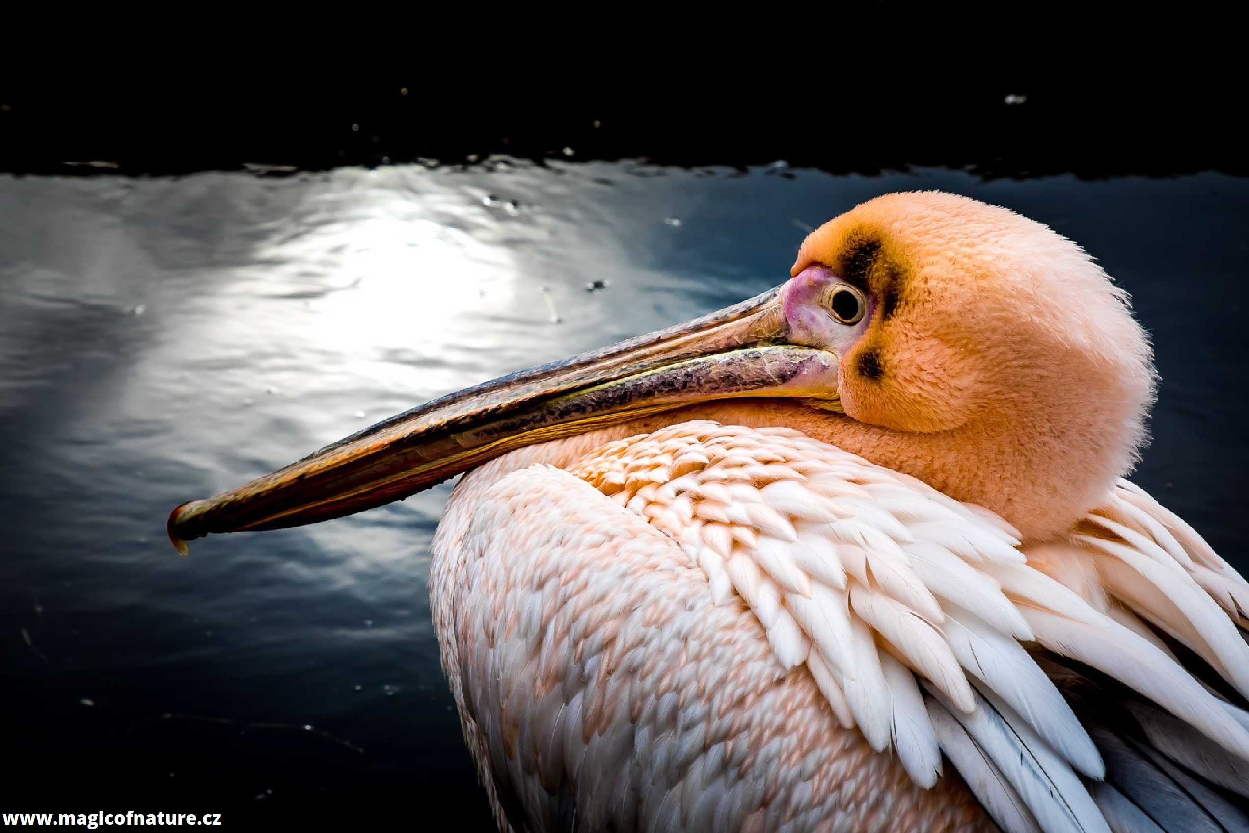 Není peří jako peří - Foto Ladislav Hanousek 0326