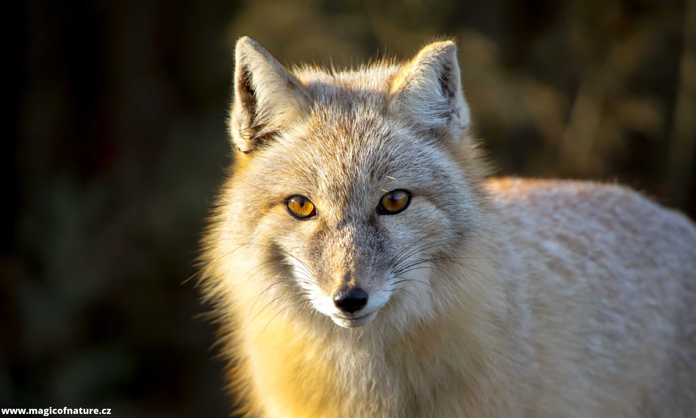 Liščí pohled - Foto Ladislav Hanousek 0326
