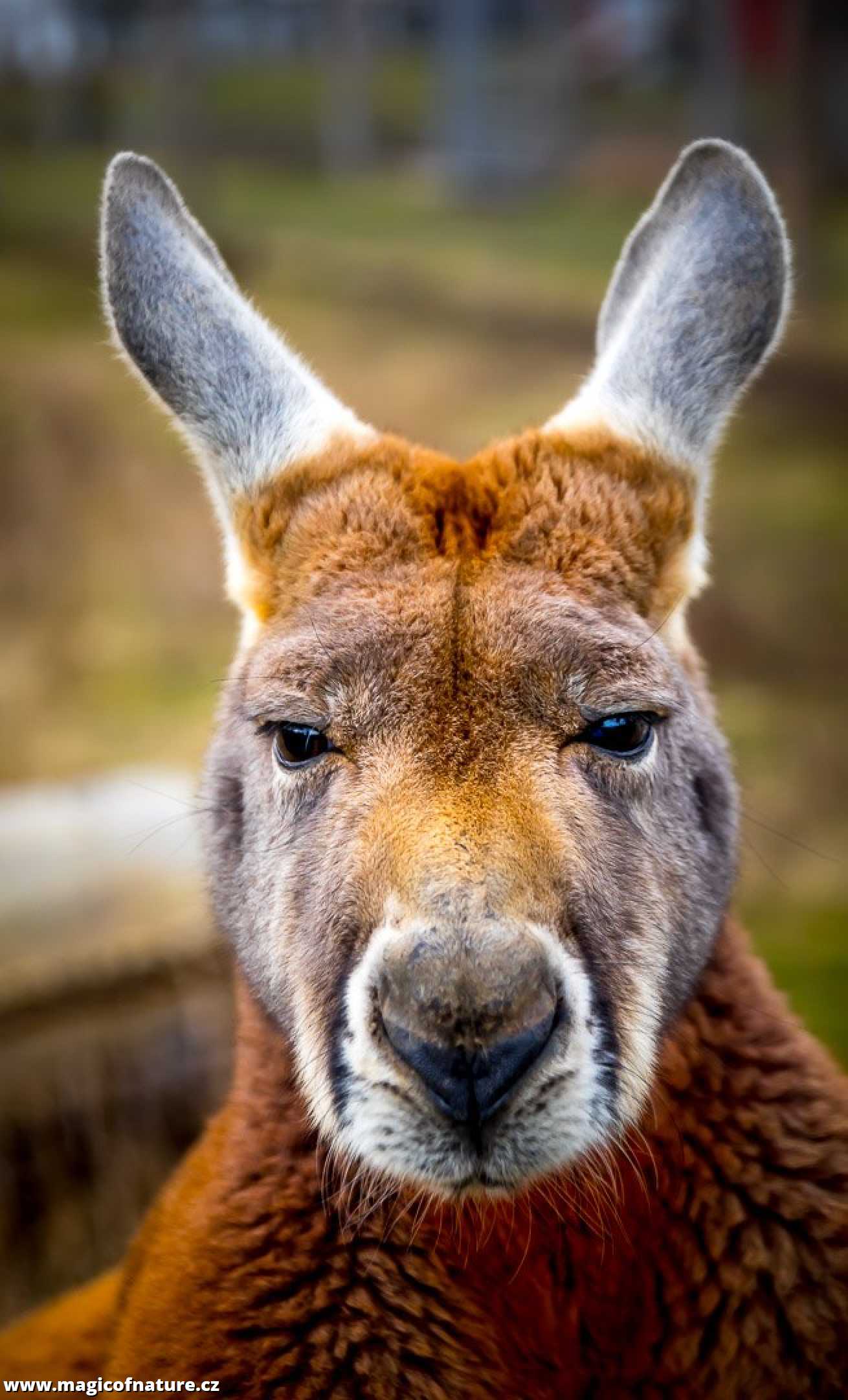 Přísný pohled klokana - Foto Ladislav Hanousek 0326 (1)