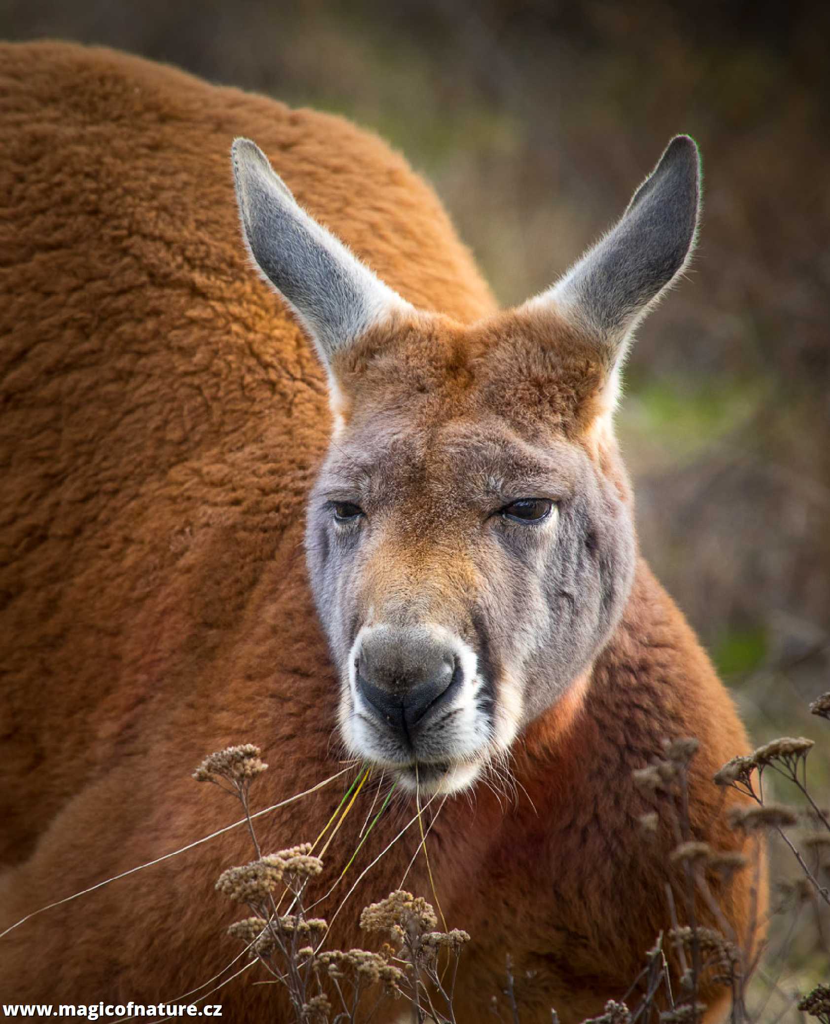 Přísný pohled klokana - Foto Ladislav Hanousek 0326