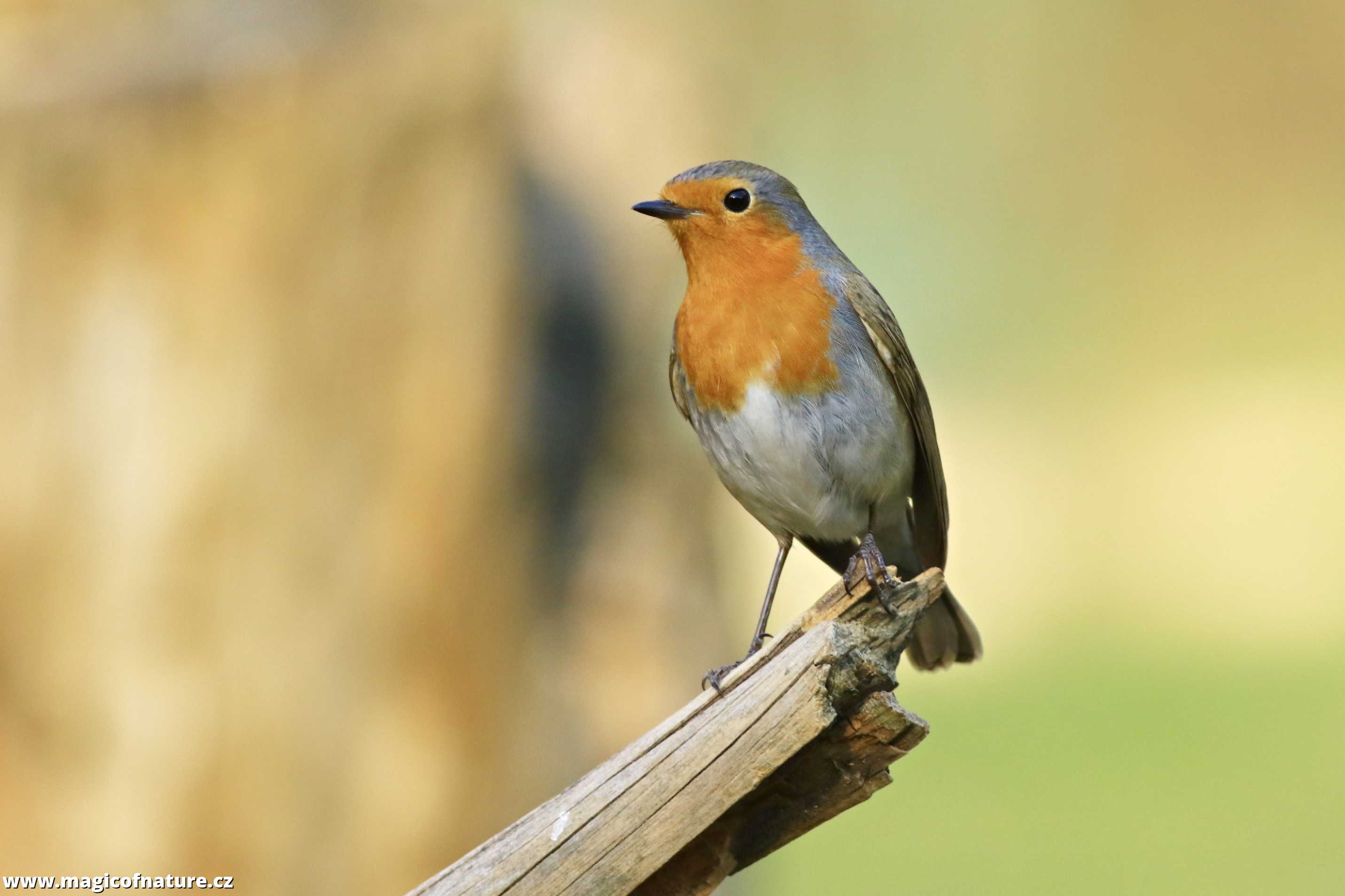 Červenka obecná - Foto Pavel Balazka 0126