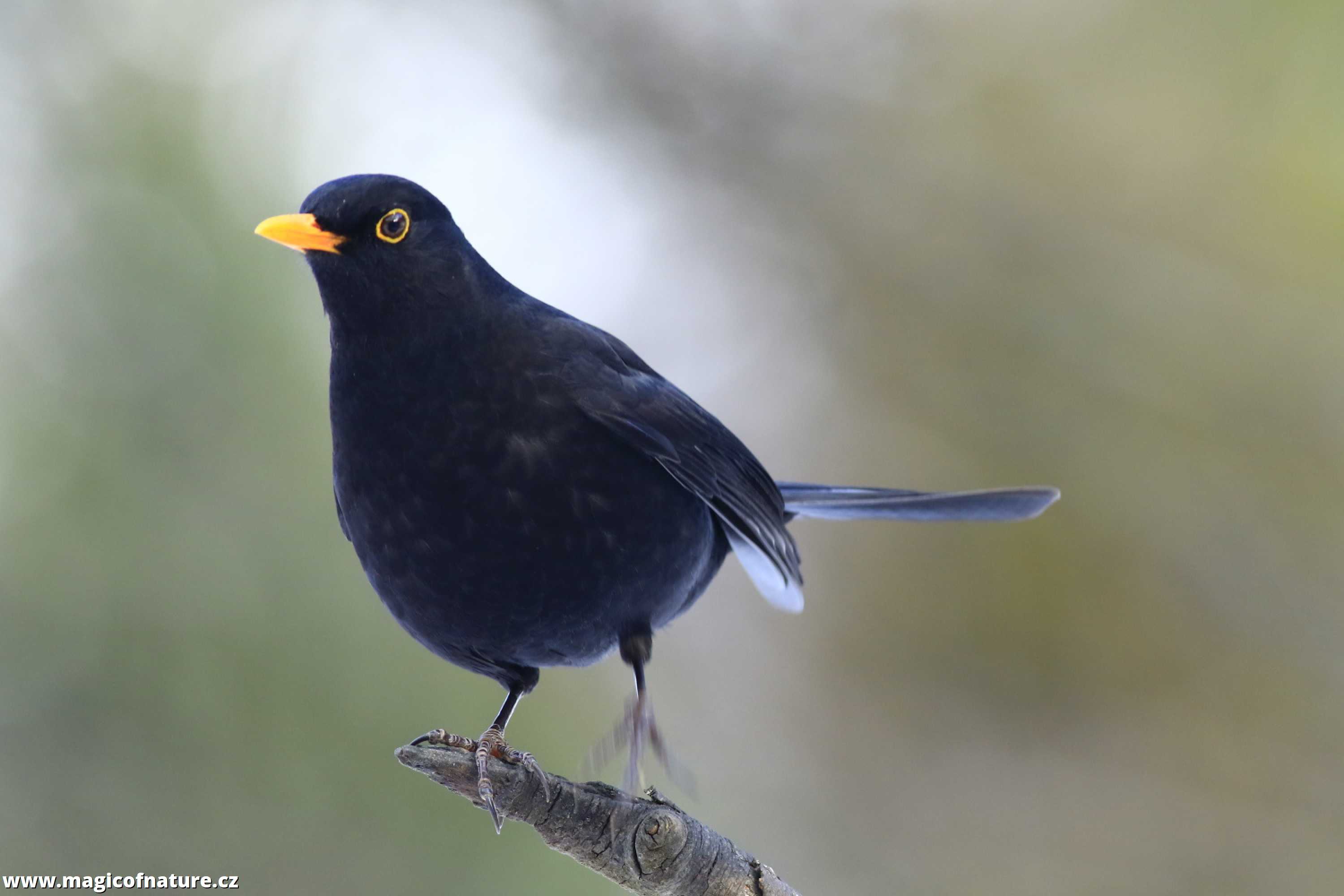 Kos černý - Foto Pavel Balazka 0126