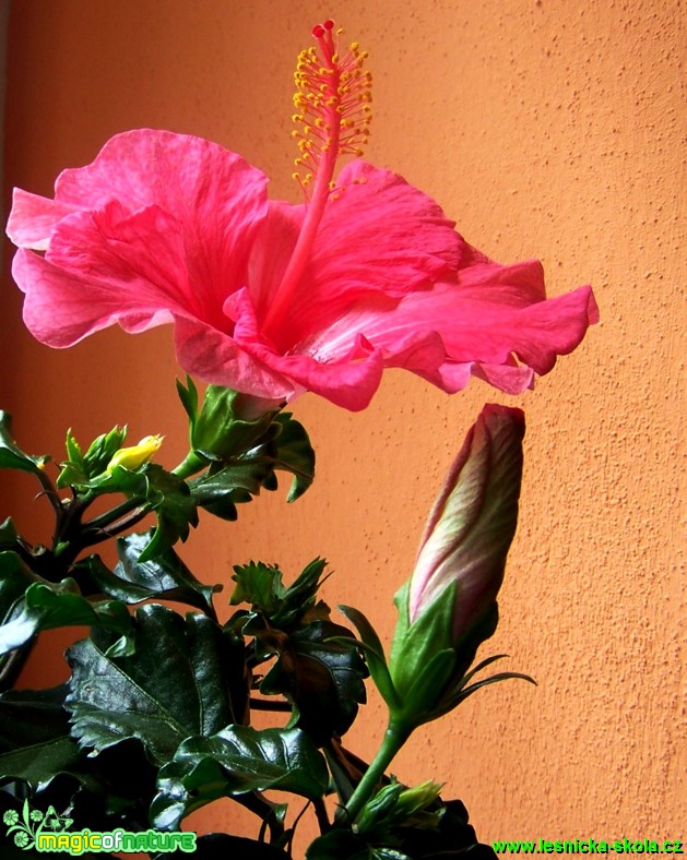 Ibišek - Hibiscus - Květy - Foto Andrea Horová (1)