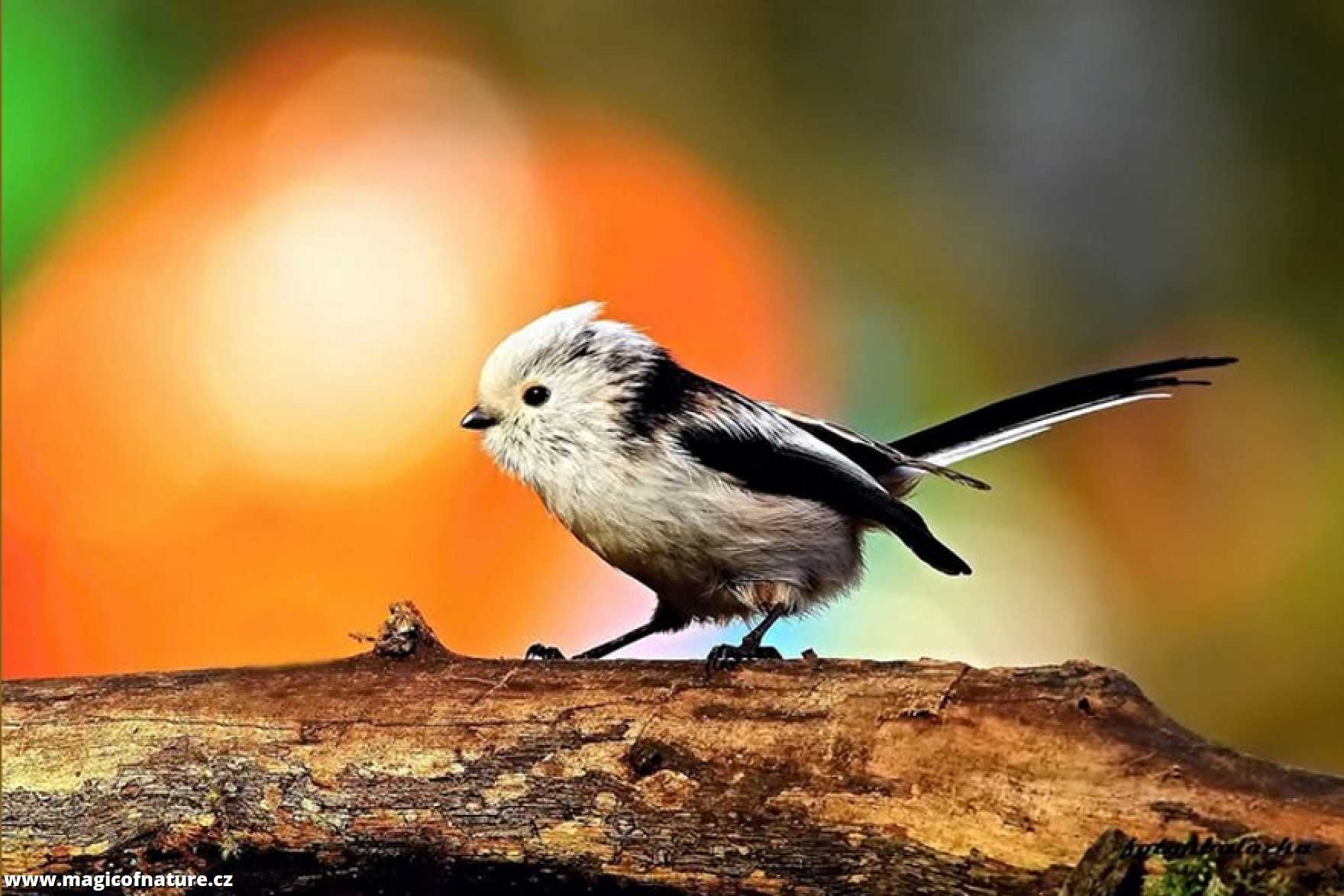 Mlynařík dlouhoocasý - Foto Pavel Balazka 1225