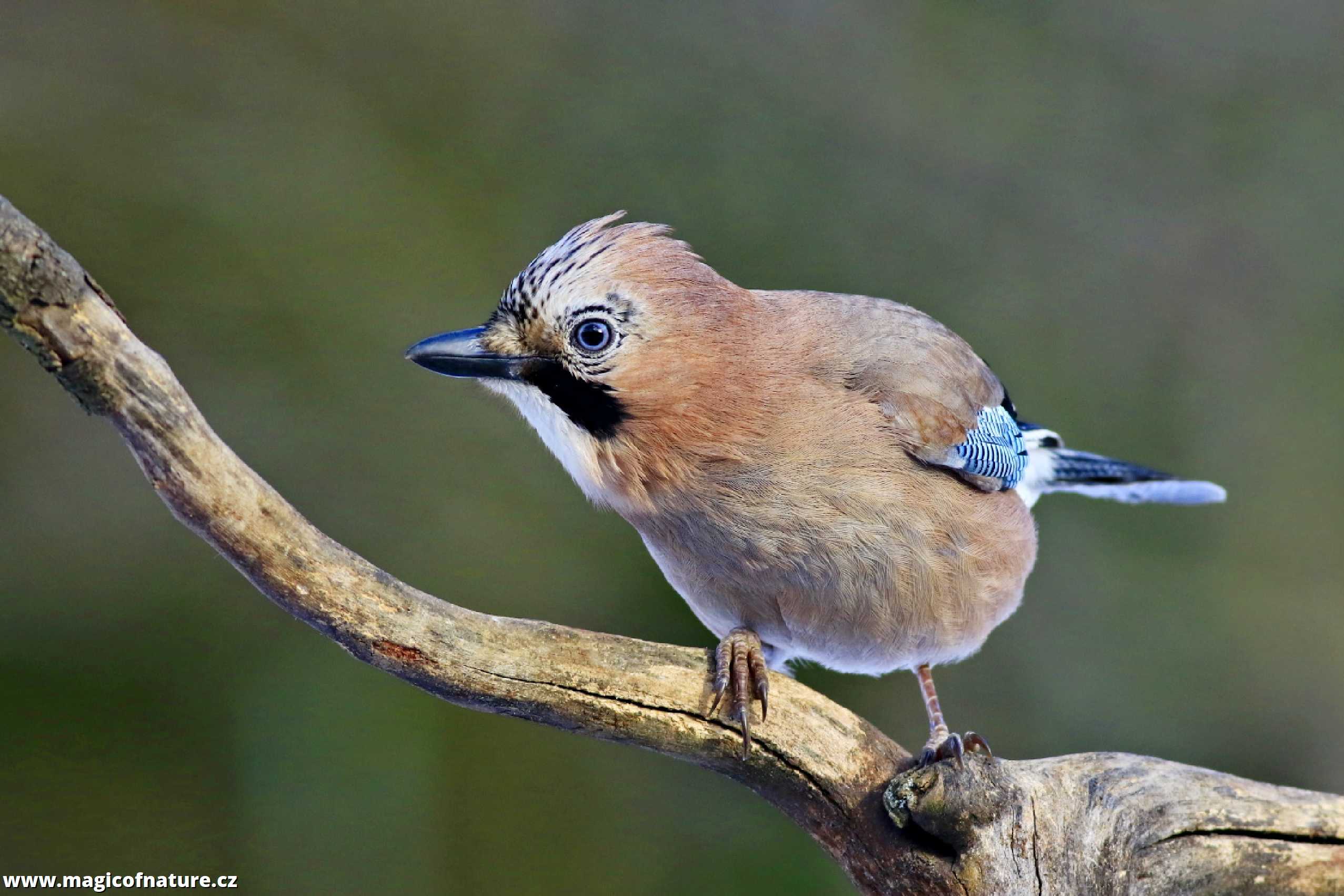 Novoroční sojka - Foto Pavel Balazka 0126 (1)