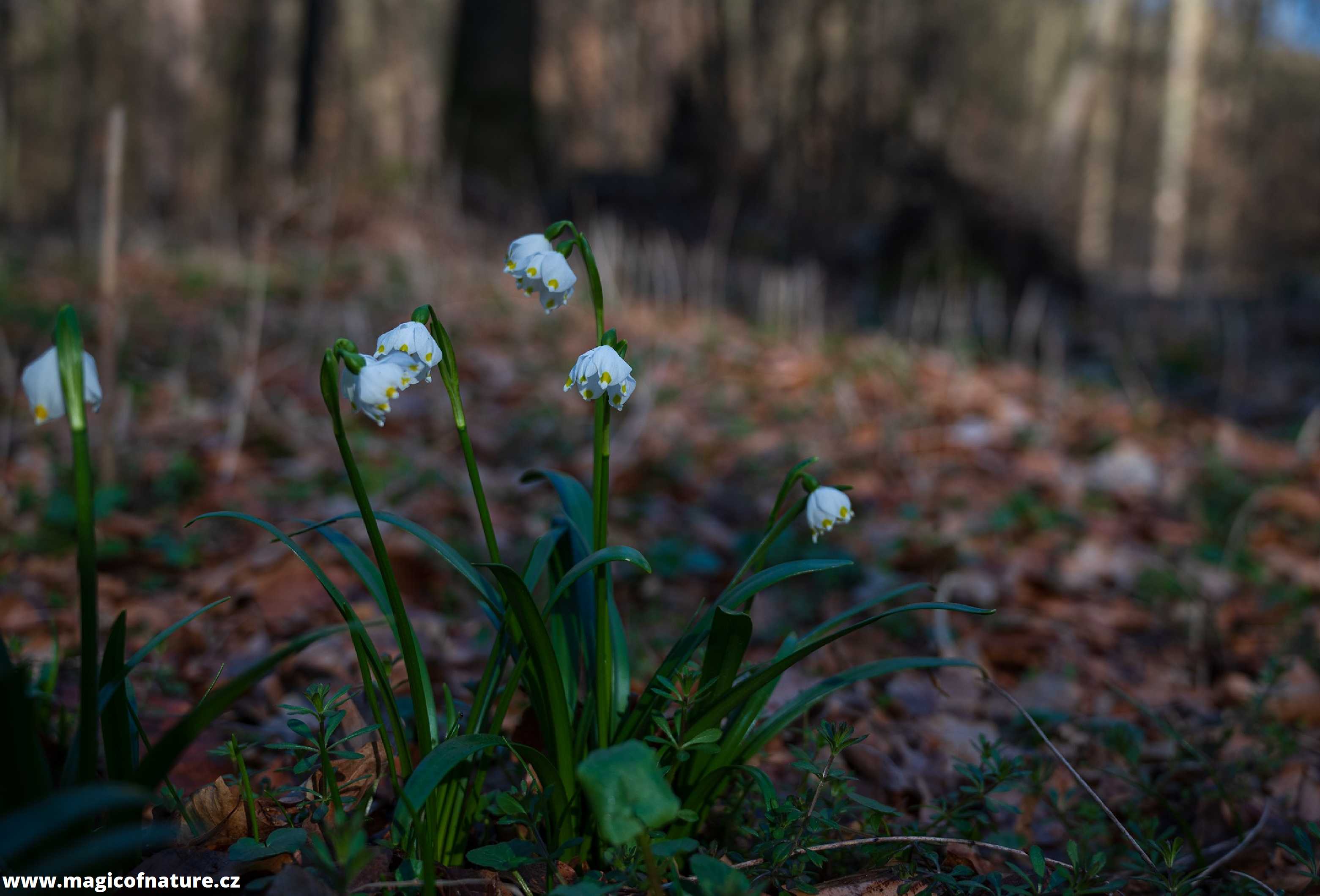 Poklady louky Bledulíny - Foto Jaroslava Jechová 0326 (1)