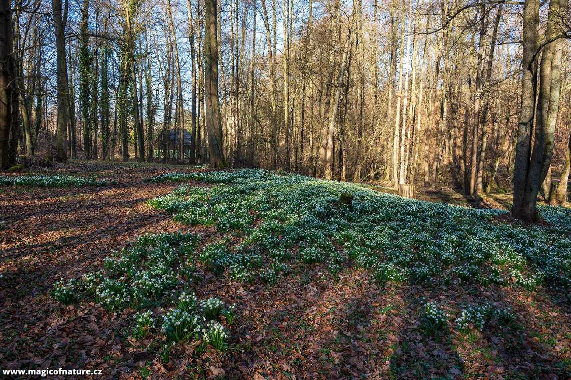 Poklady louky Bledulíny - Foto Jaroslava Jechová 0326 (2)