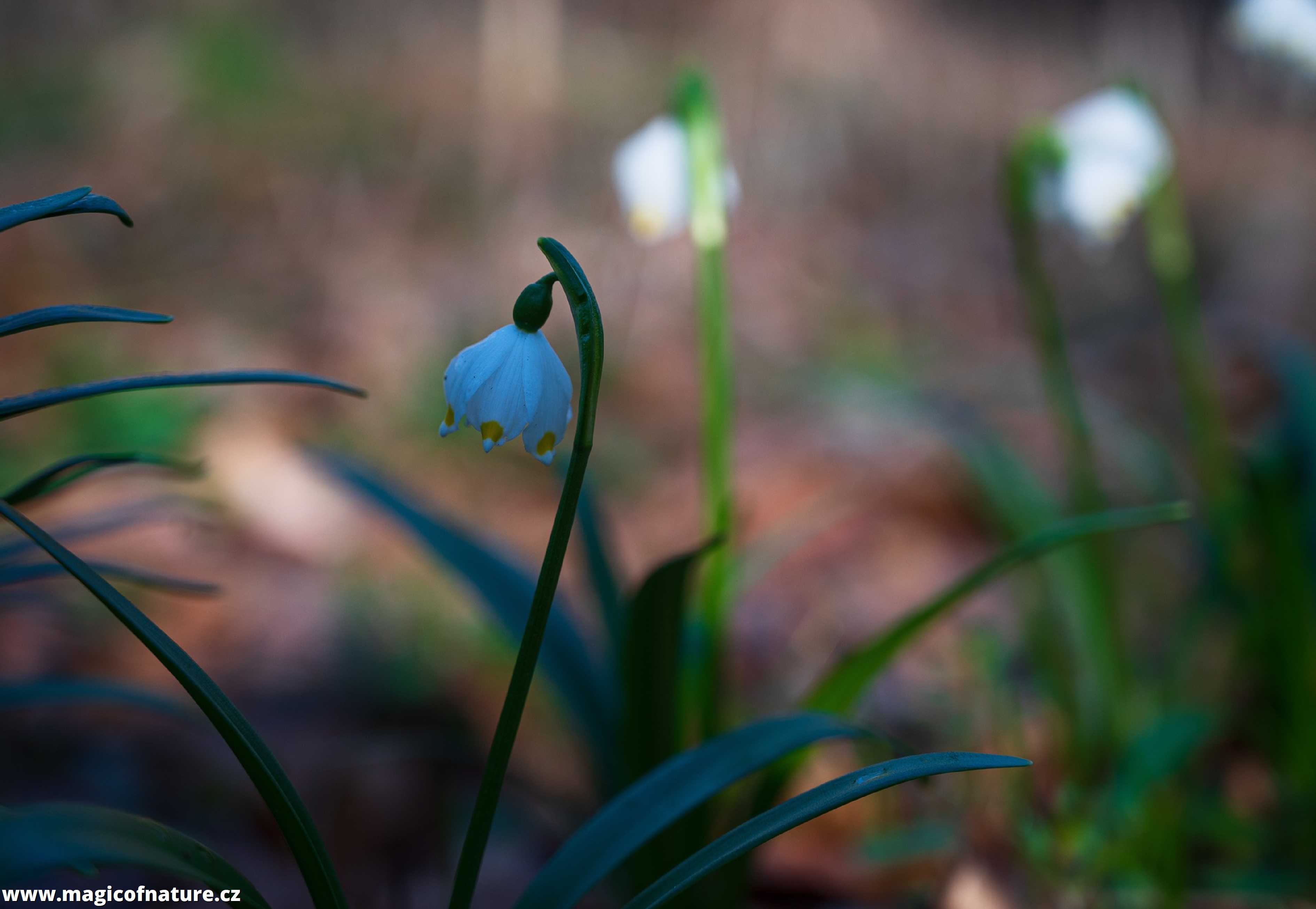 Poklady louky Bledulíny - Foto Jaroslava Jechová 0326 (4)