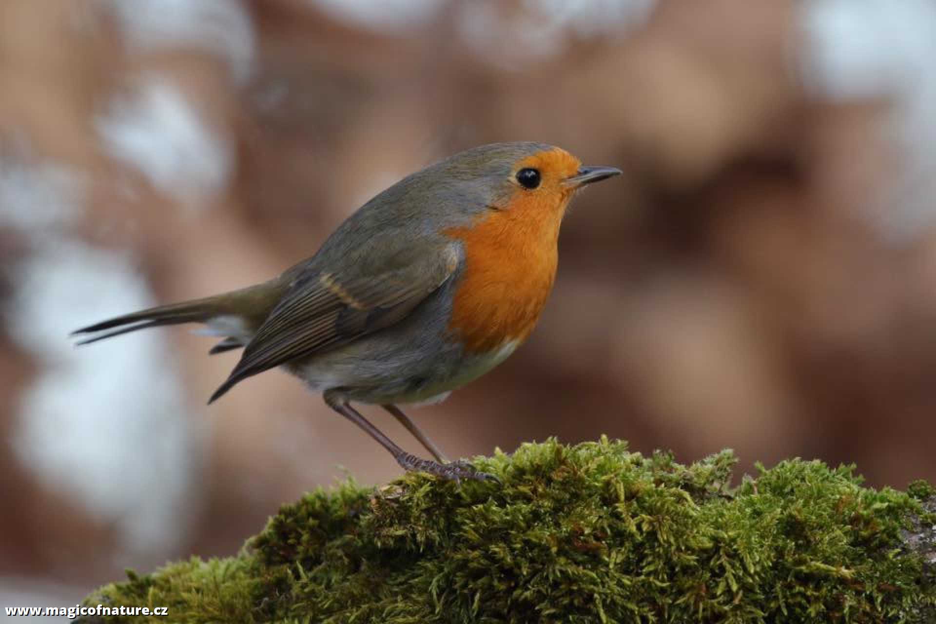 Červenka obecná - Foto Irena Wenischová 0326