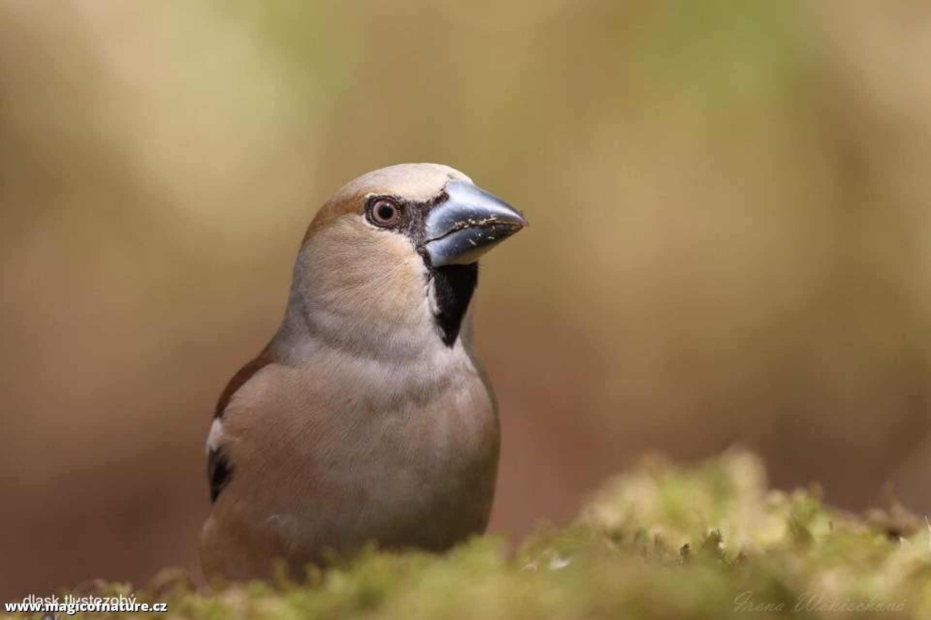 Dlask tlustozobý - Foto Irena Wenischová 0326