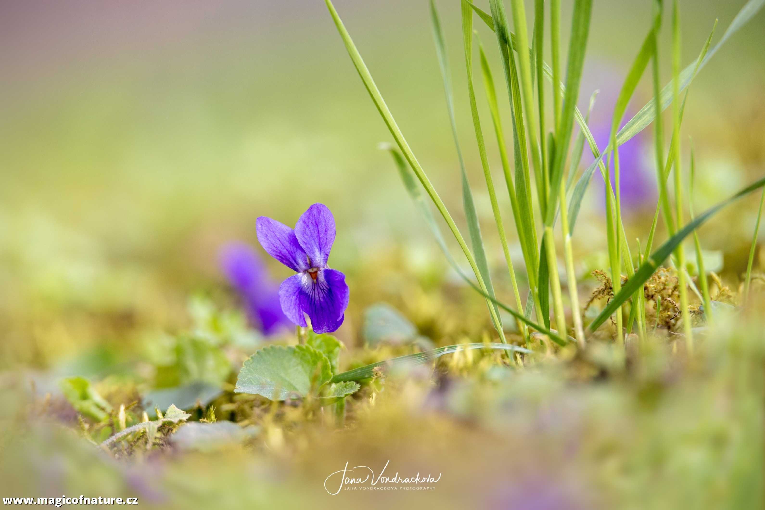 Jaro - Foto Jana Vondráčková 0326 (1)