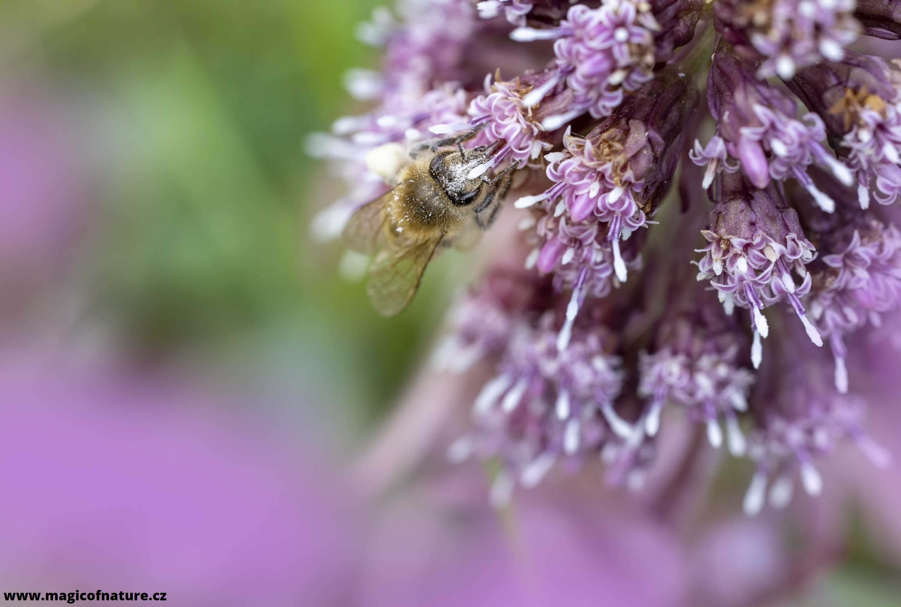 Na devětsilu - Foto Jana Vondráčková 0326