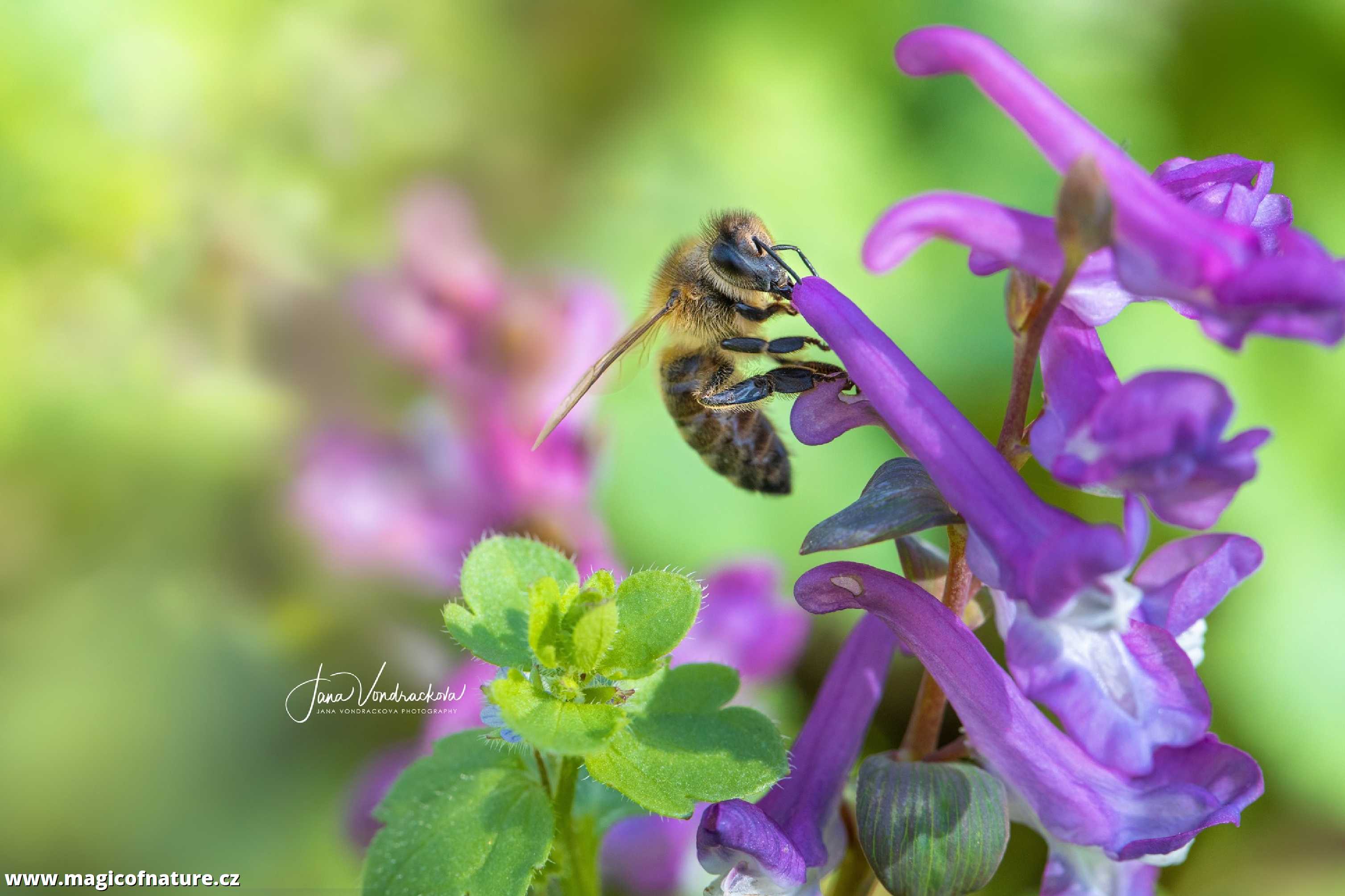 Nektar láká - Foto Jana Vondráčková 0426