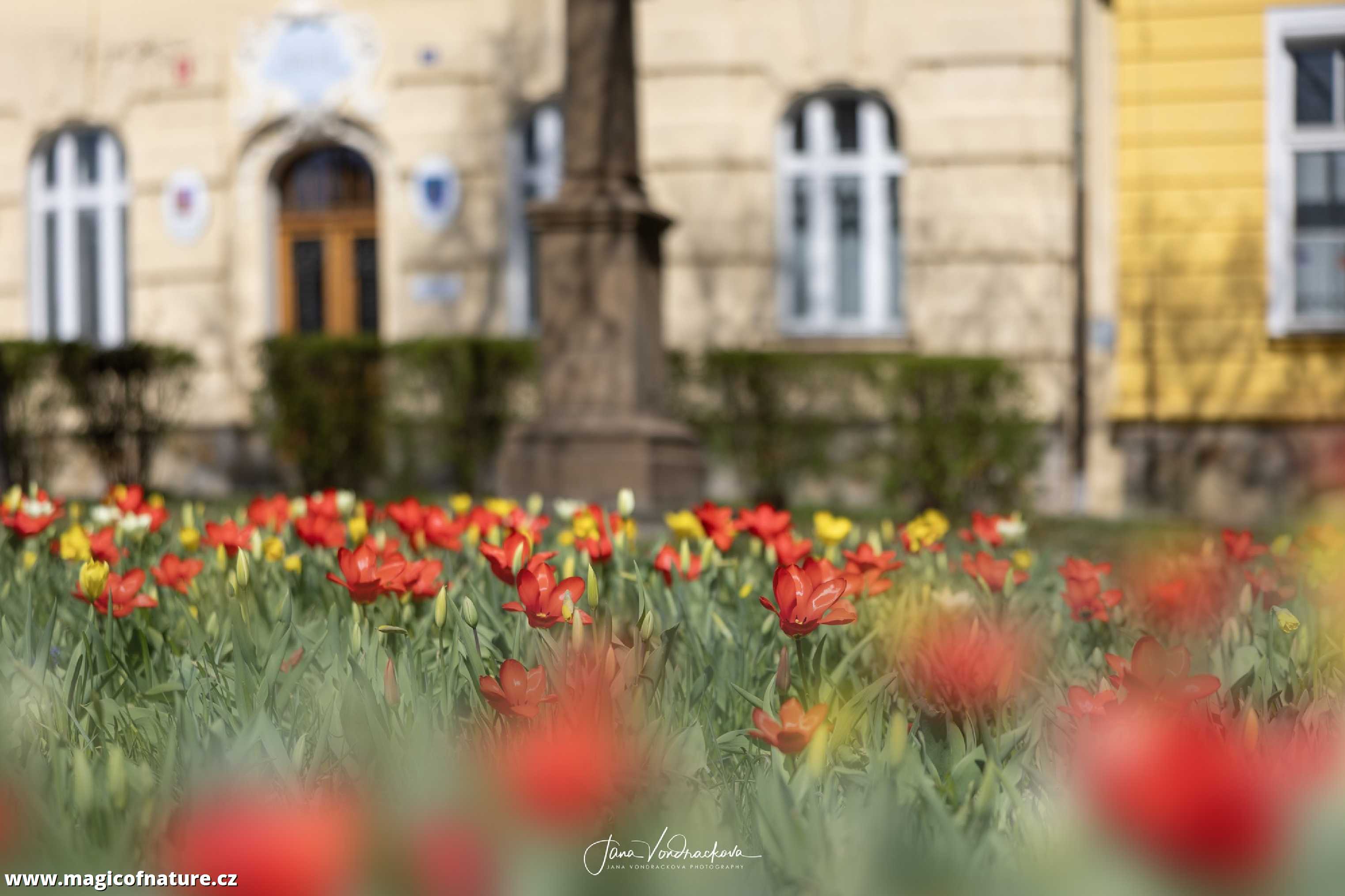Probouzení tulipánů - Foto Jana Vondráčková 0426