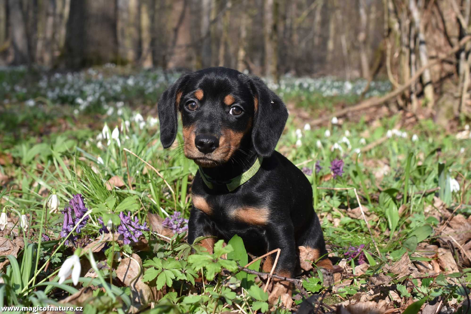 Jmenuji se Benny - Foto Marie Vykydalová 0326 (6)