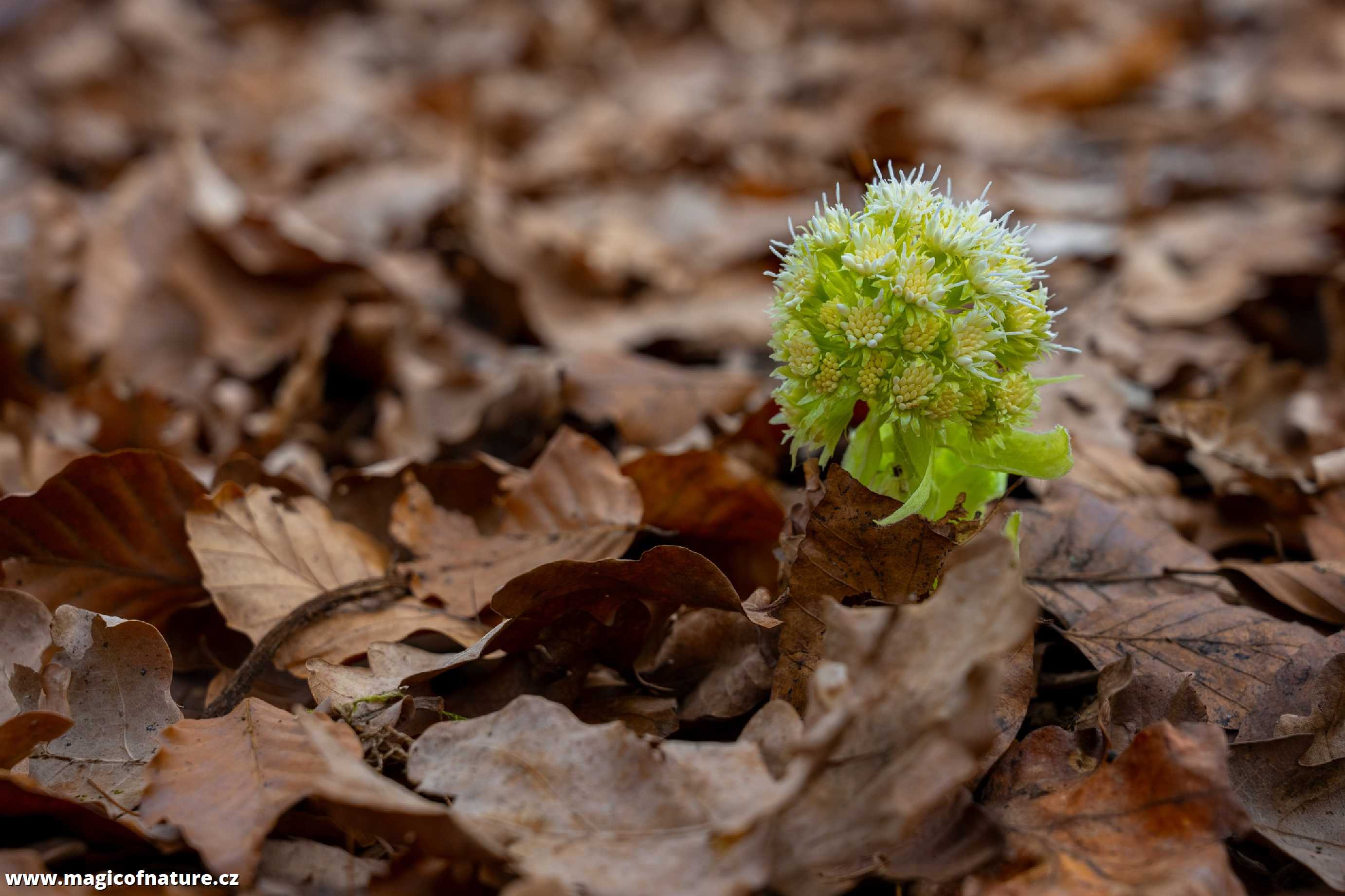 Nový život - Foto Petr Germanič 0326