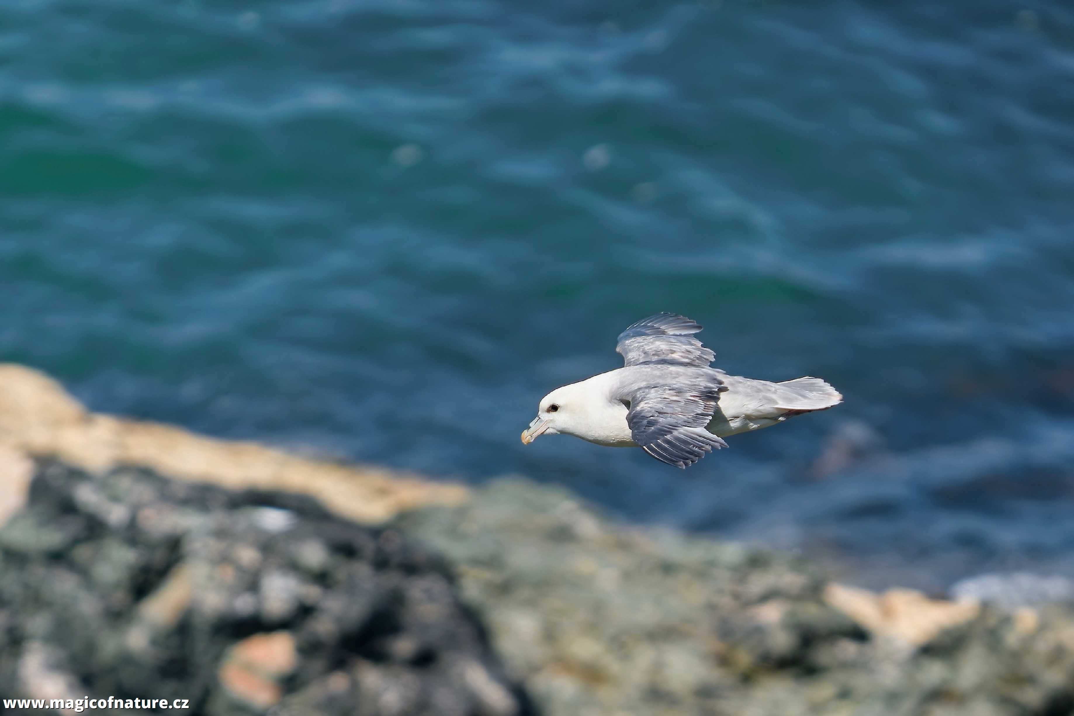Buřňák lední - Fulmarus glacialis - Foto Jana Ježková 0725 (1)