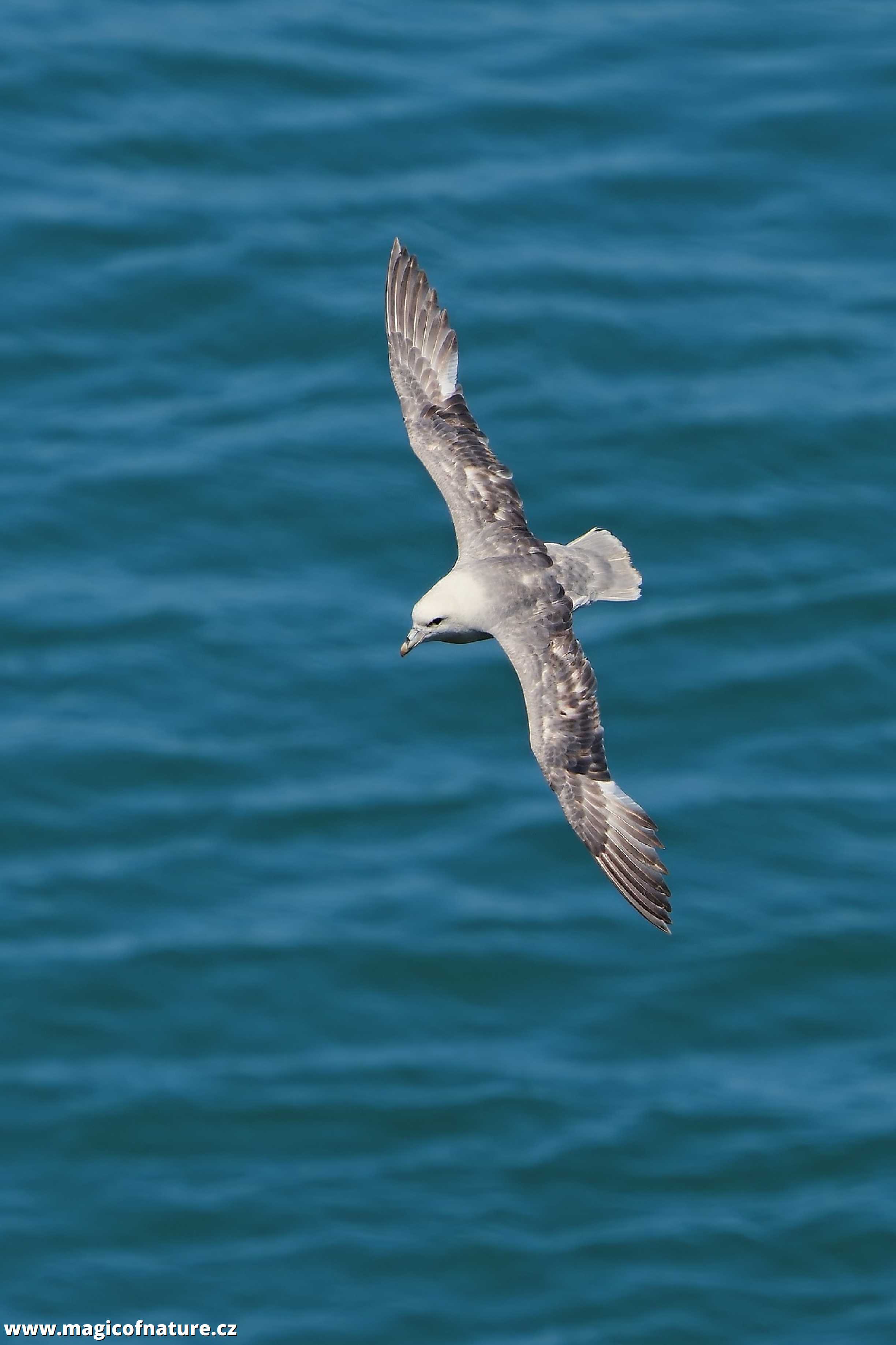 Buřňák lední - Fulmarus glacialis - Foto Jana Ježková 0725 (2)