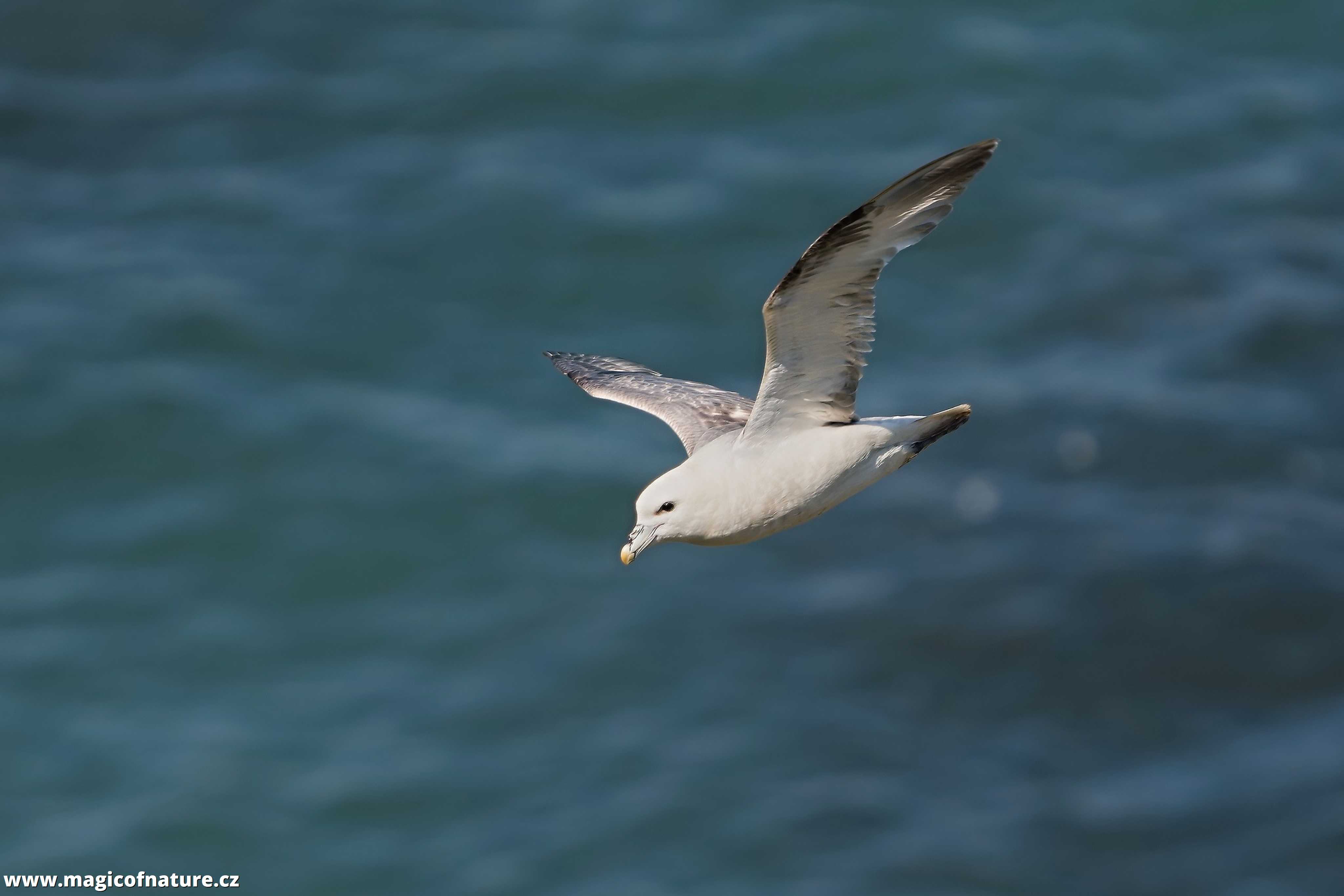Buřňák lední - Fulmarus glacialis - Foto Jana Ježková 0725 (3)