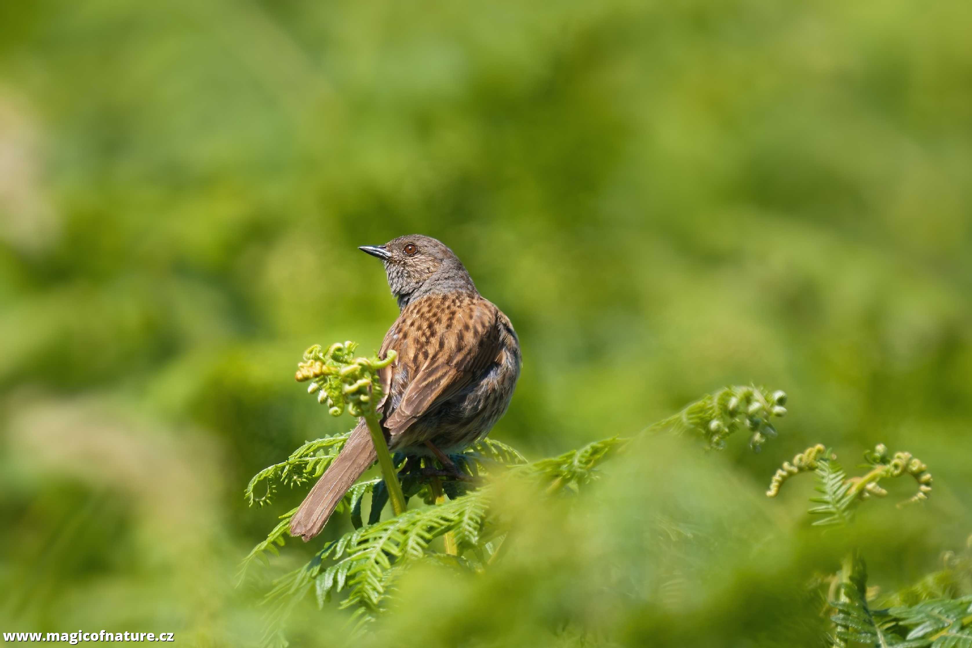 Pěvuška modrá - Foto Jana Ježková 0725