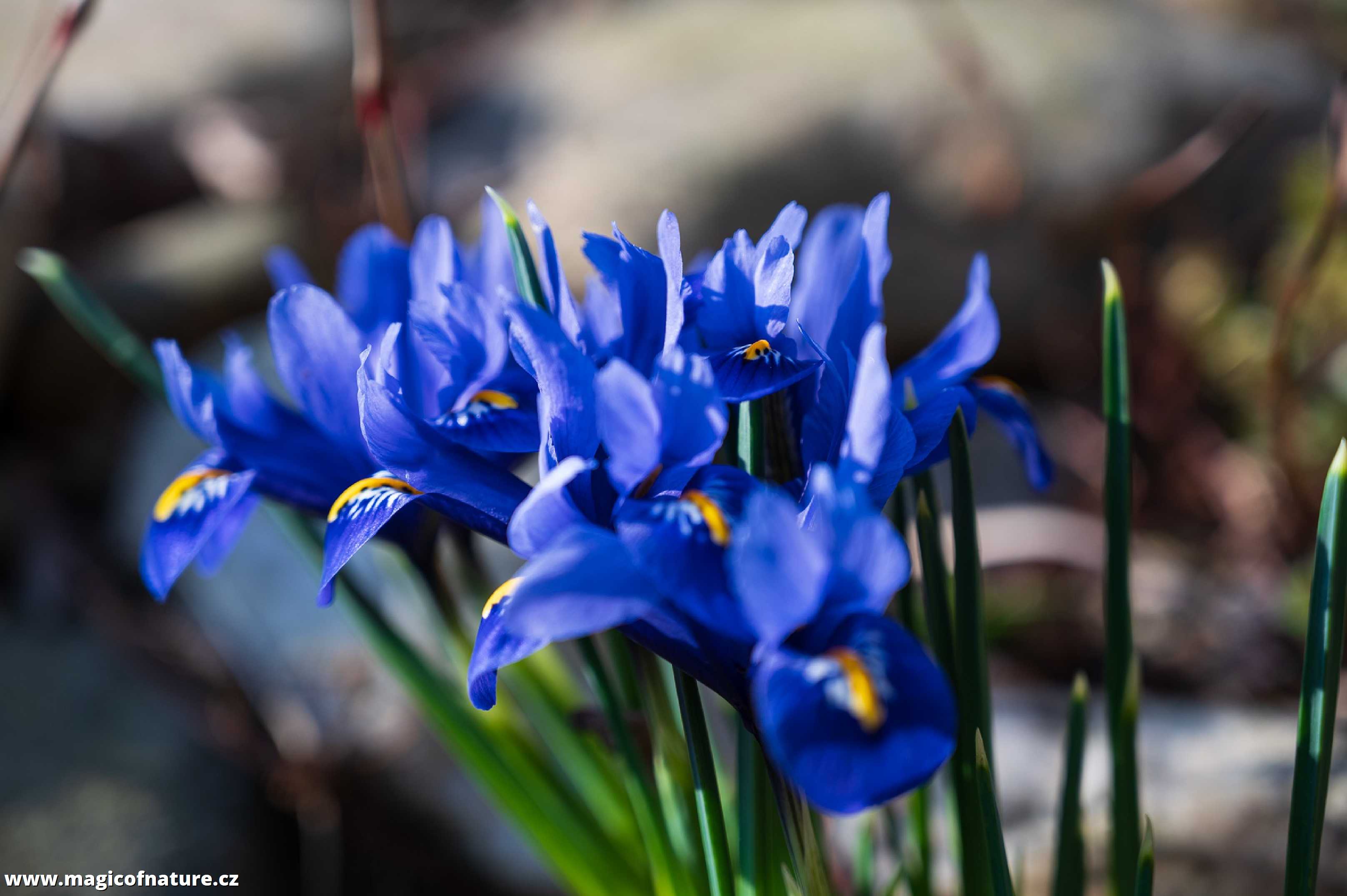 Jarní zahrádka - Foto Jaroslava Jechová 0326 (2)