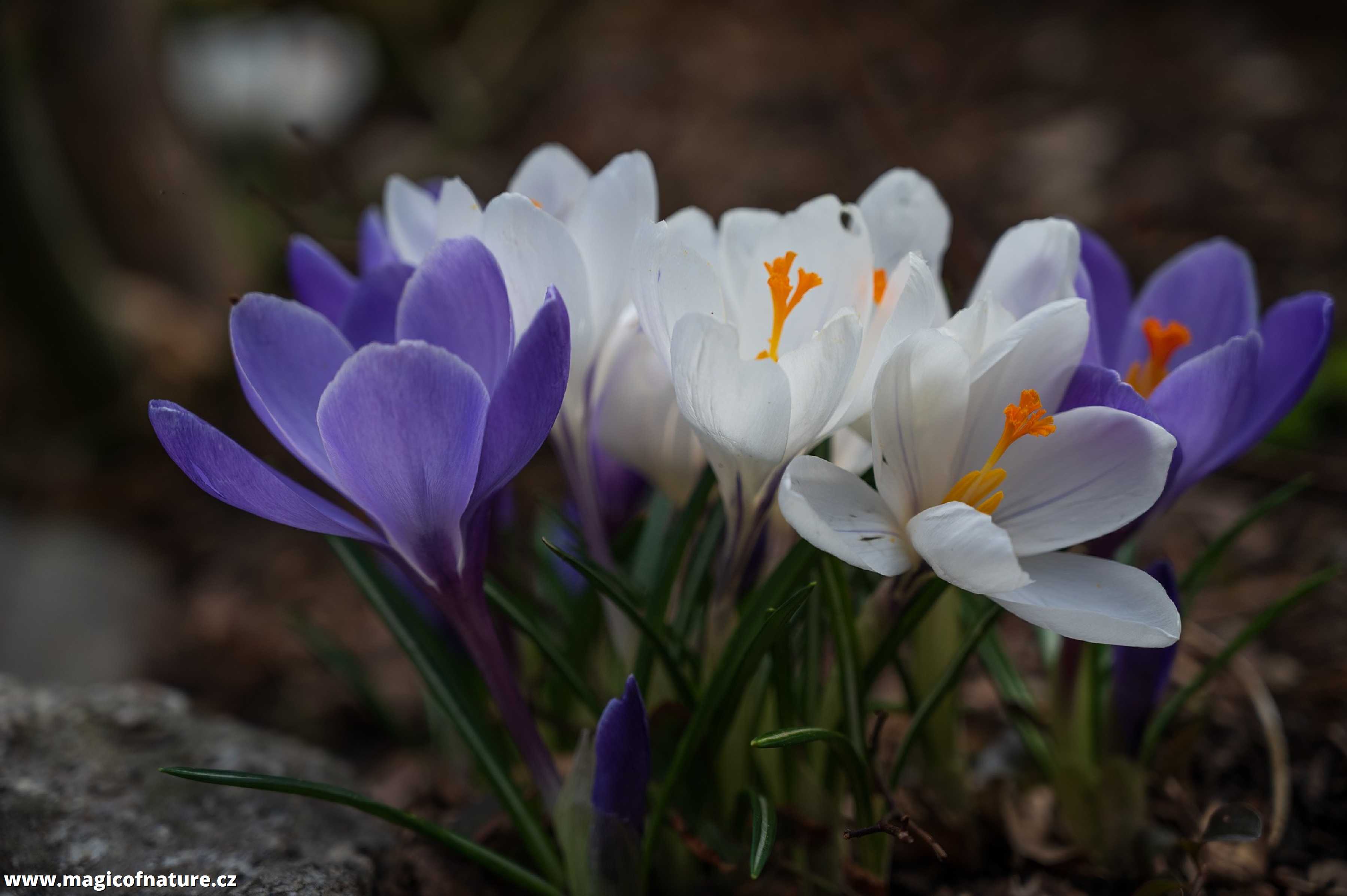 Jarní zahrádka - Foto Jaroslava Jechová 0326 (3)