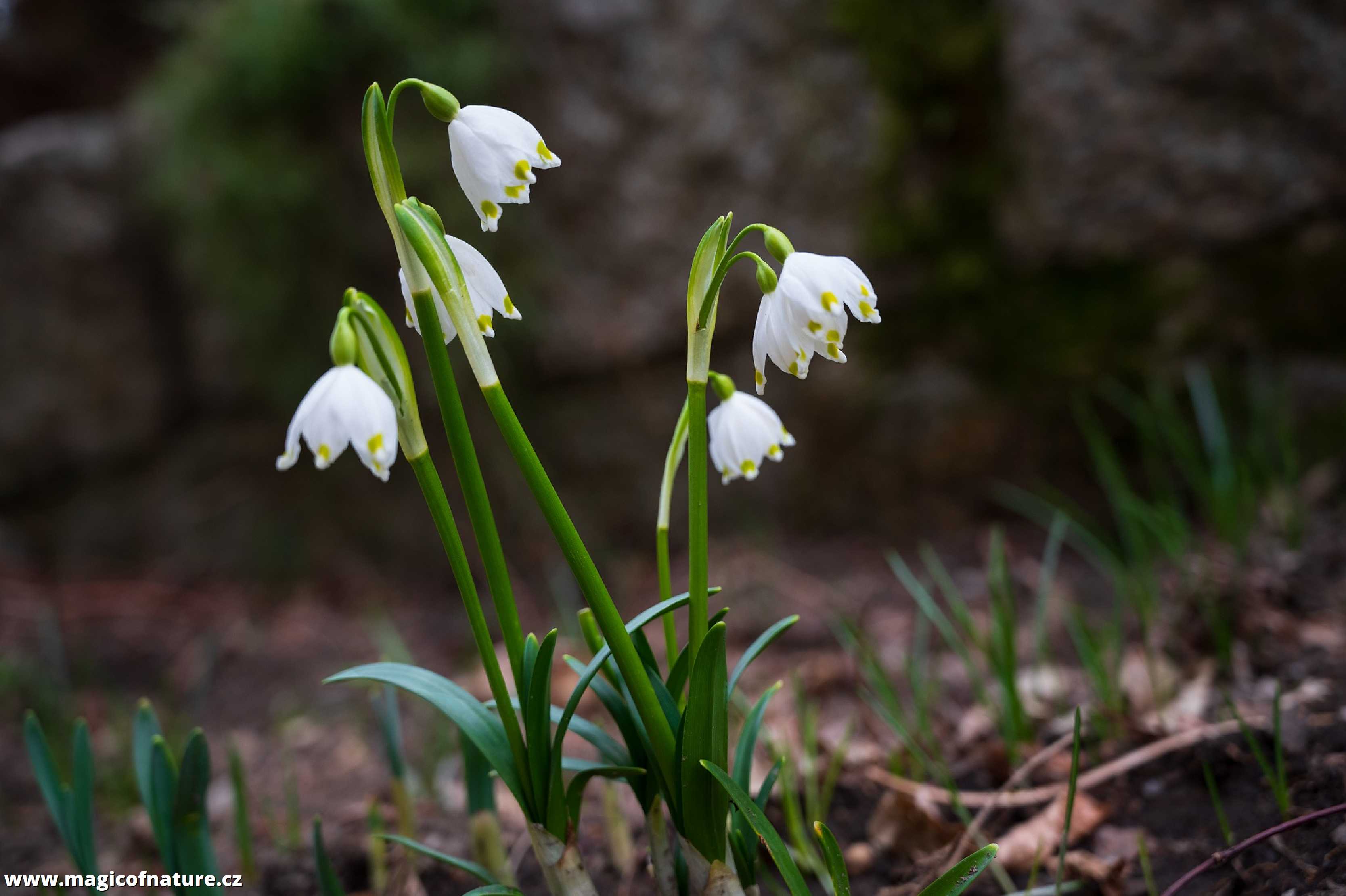 Jarní zahrádka - Foto Jaroslava Jechová 0326 (4)
