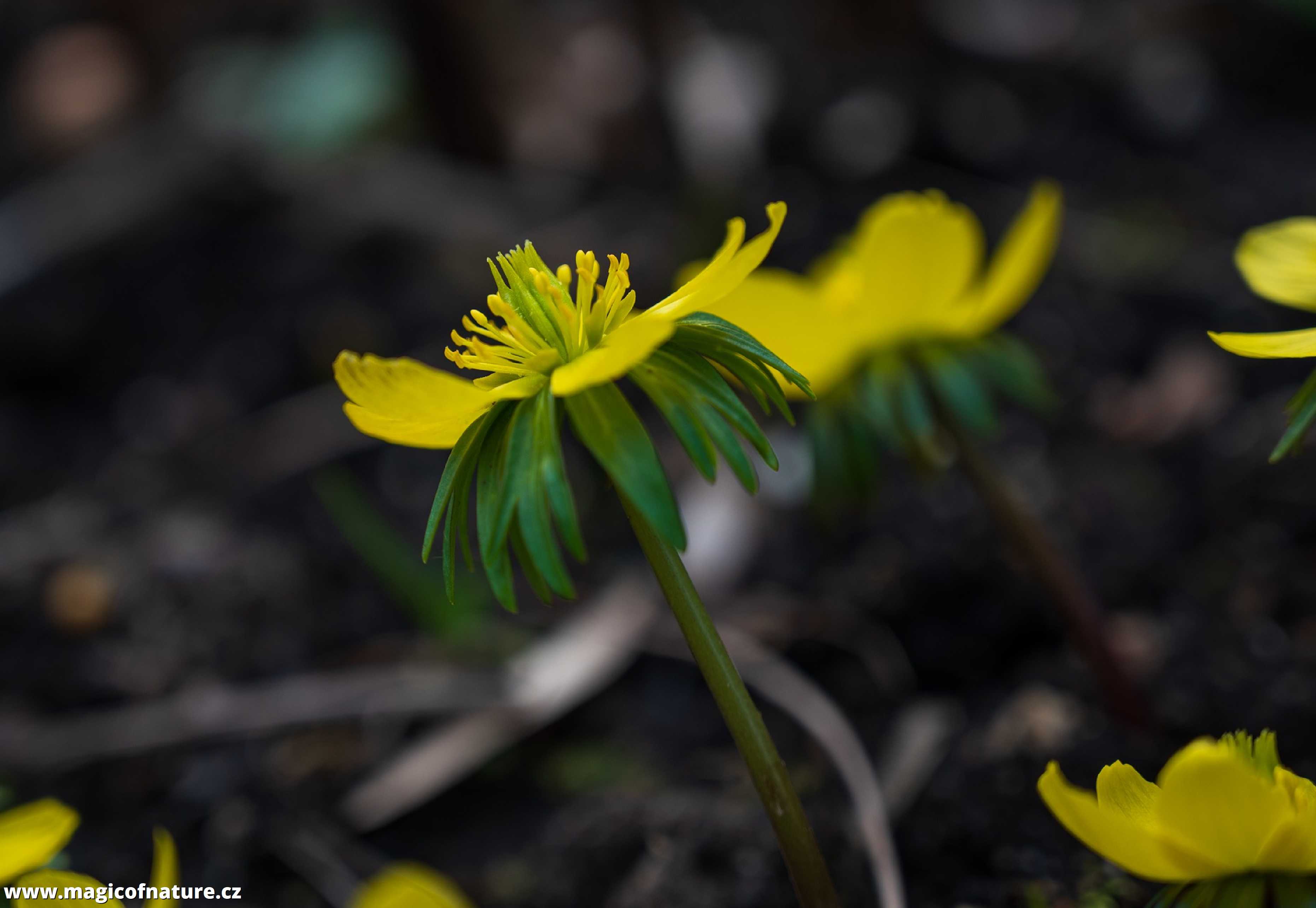 Jarní zahrádka - Foto Jaroslava Jechová 0326 (5)