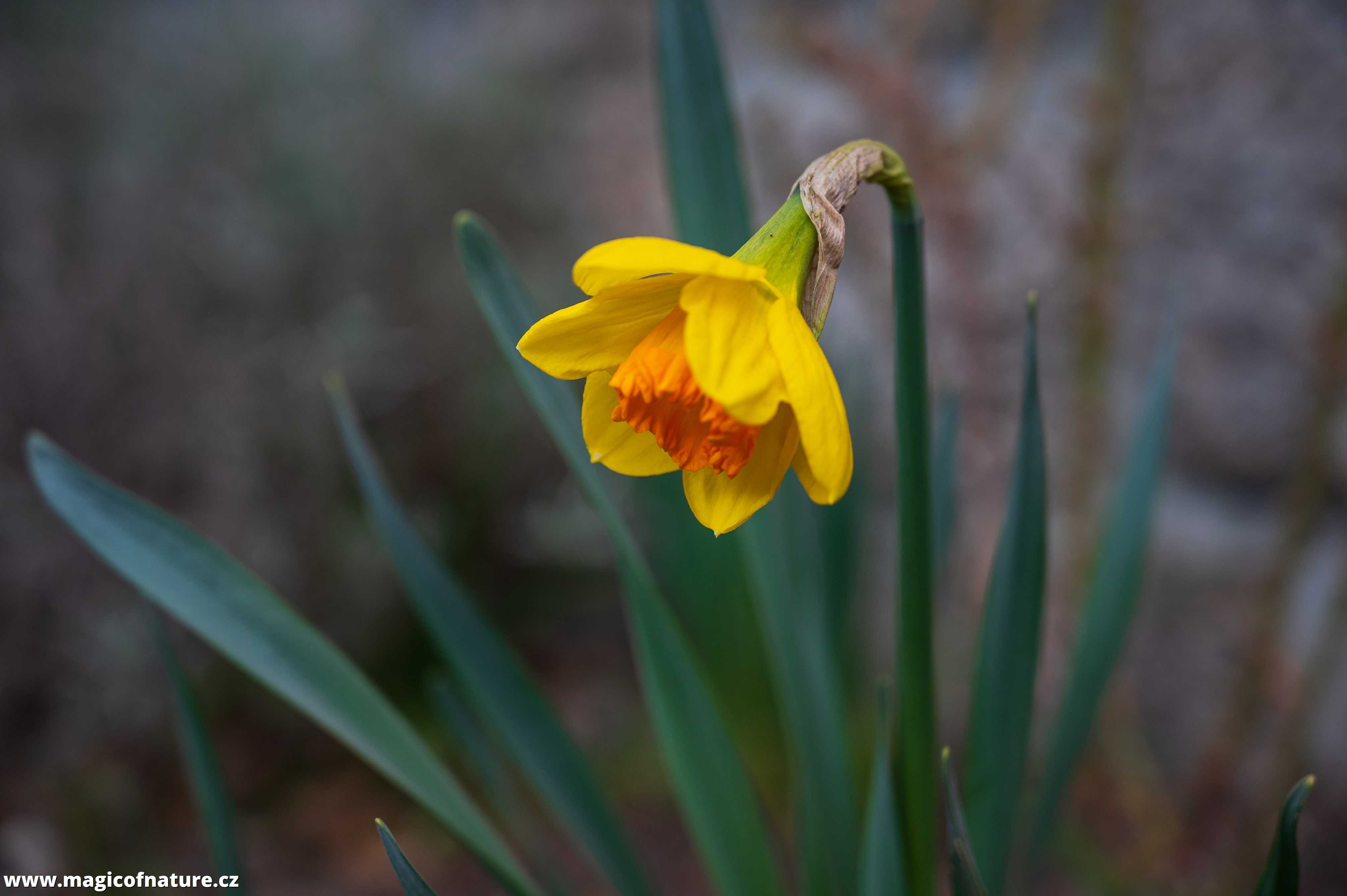 Jarní zahrádka - Foto Jaroslava Jechová 0326 (7)