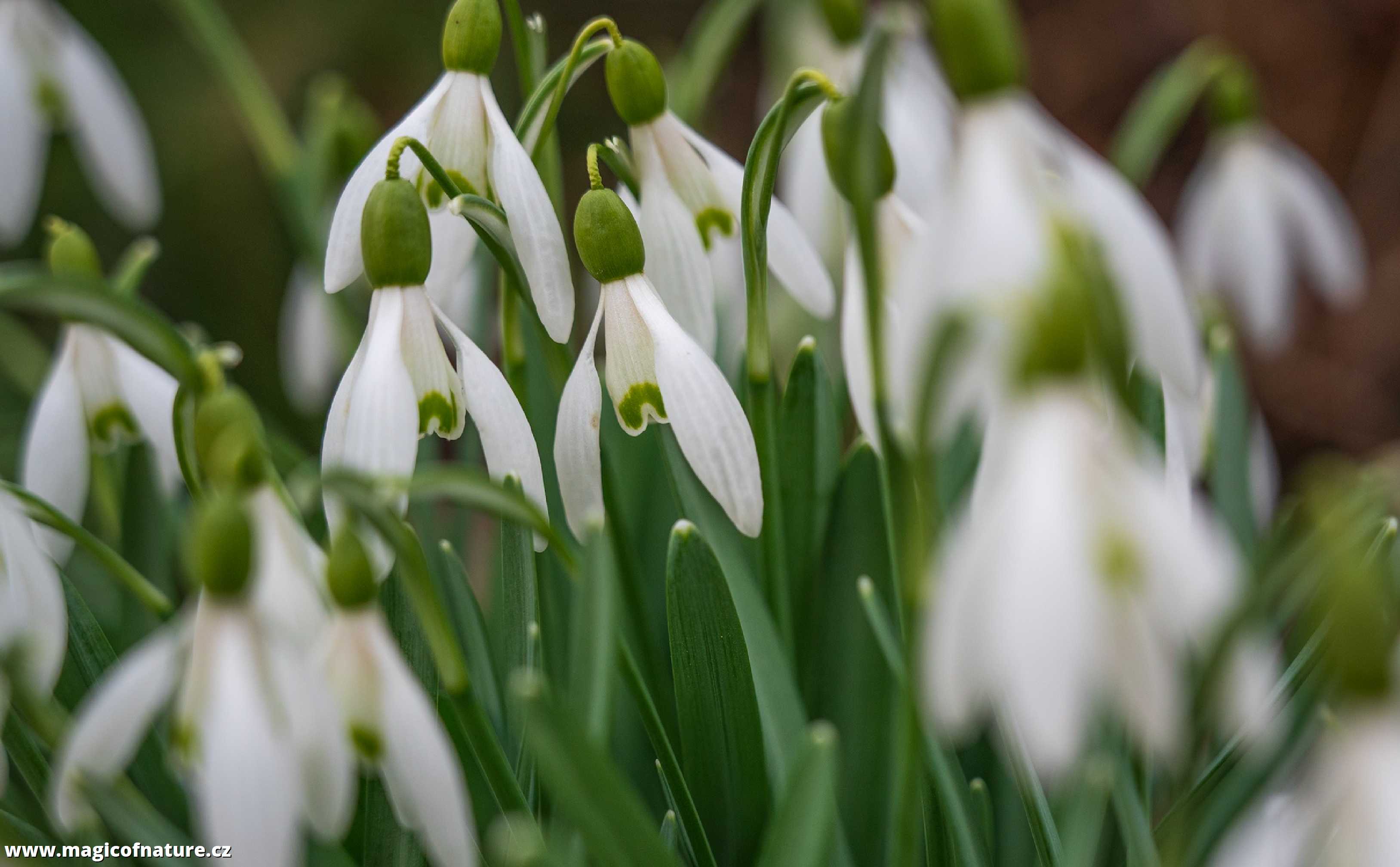 Jarní zahrádka - Foto Jaroslava Jechová 0326 (8)